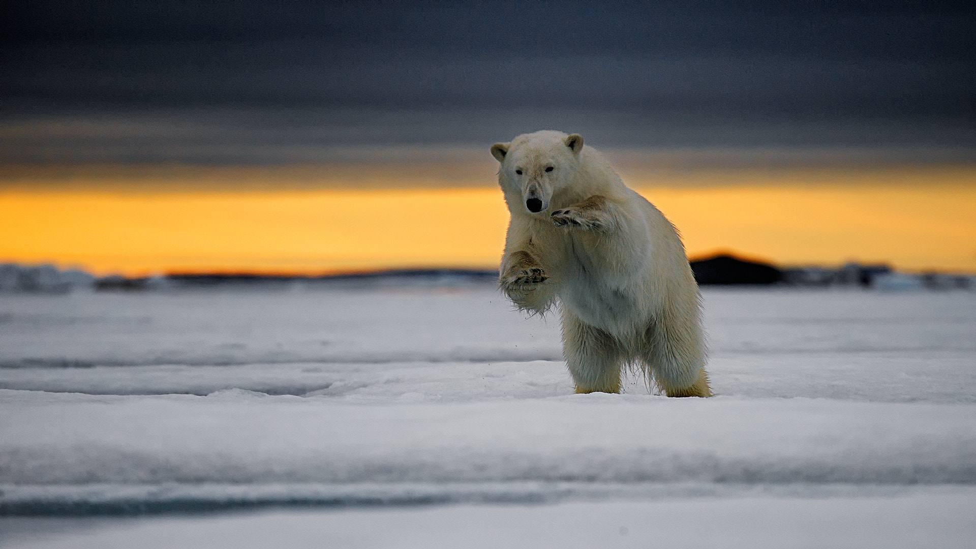 Canon EOS 5D Mark II + 100.0 - 400.0 mm sample photo. Polar bear. photography