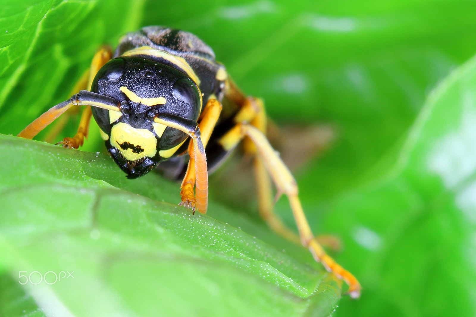 Canon EF 100mm F2.8 Macro USM sample photo. Look into my eyes photography