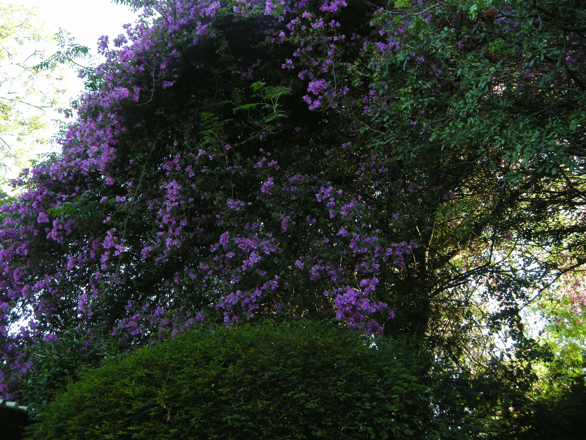 Nikon COOLPIX P5100 sample photo. Floral cascade photography