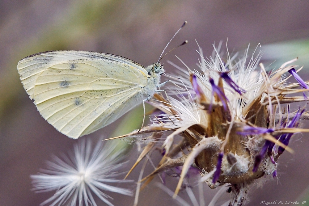 Sony ILCA-77M2 sample photo. Pieris rapae photography