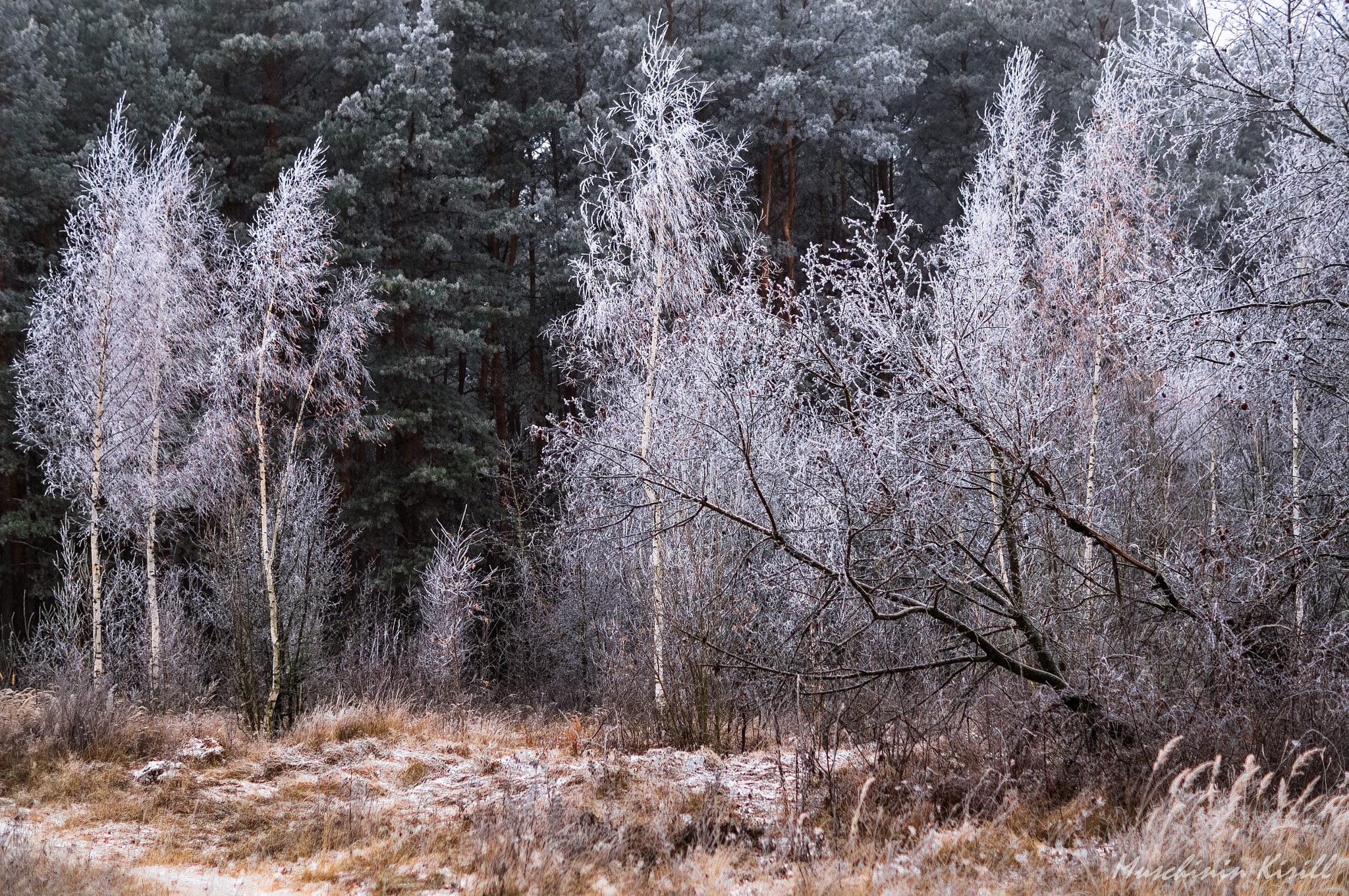 Sony SLT-A37 + Sony DT 50mm F1.8 SAM sample photo. White birch photography