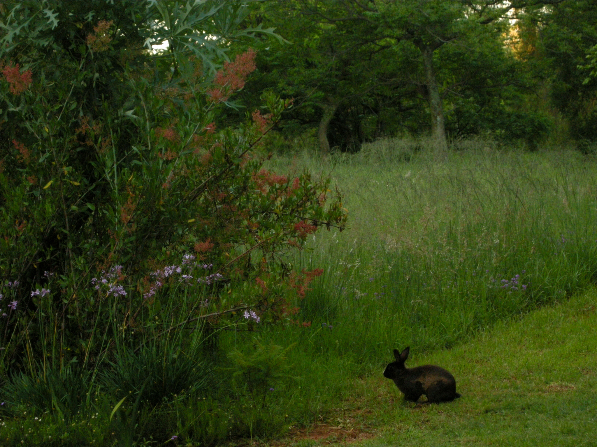 Nikon COOLPIX P5100 sample photo. Resting bunny  photography