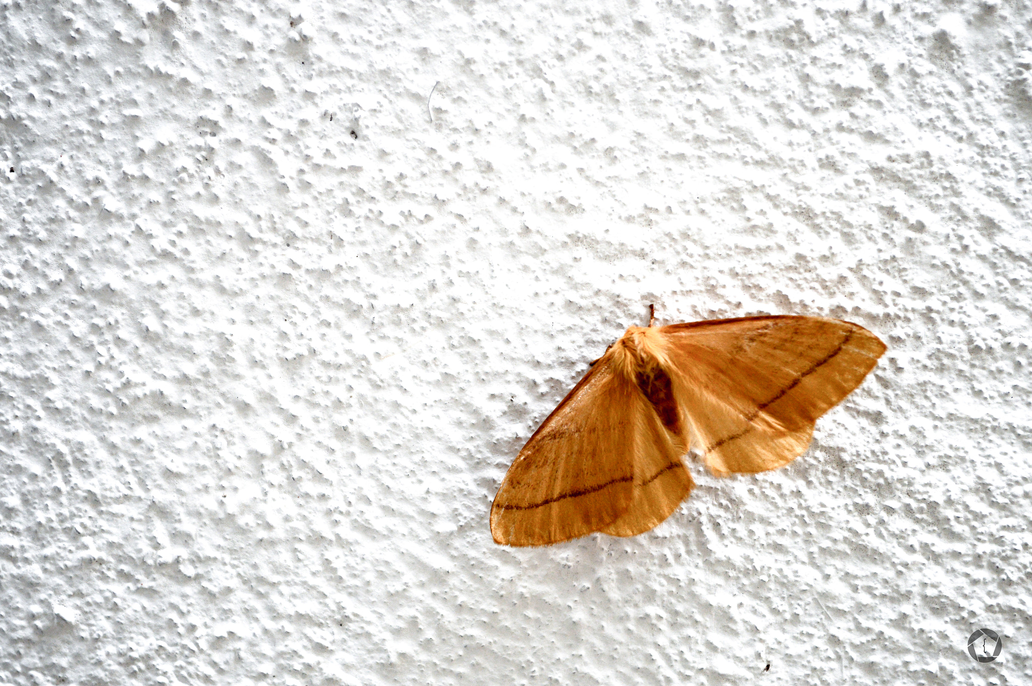 AF Zoom-Nikkor 75-240mm f/4.5-5.6D sample photo. Butterfly in my wall photography