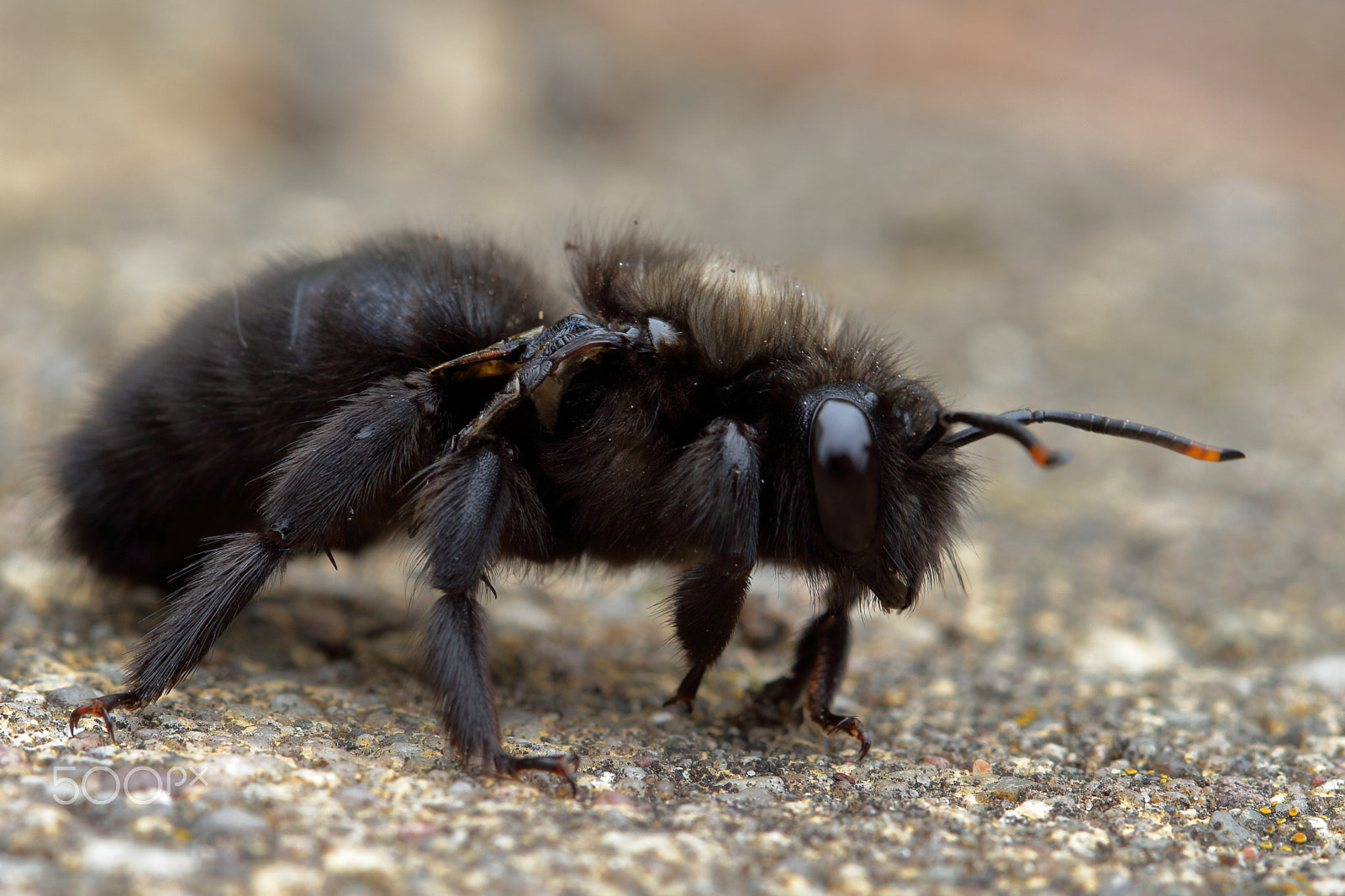 Canon EF 100mm F2.8 Macro USM sample photo. Black beauty  photography