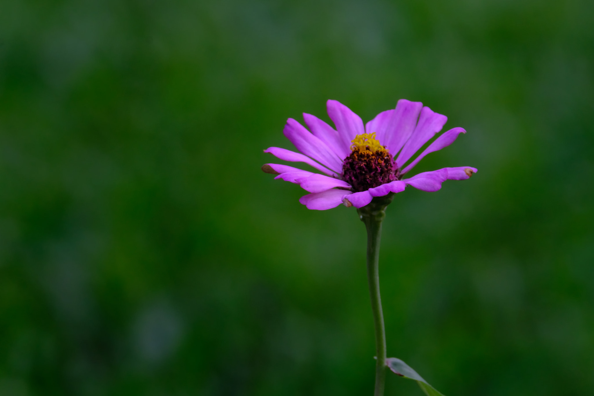 Fujifilm X-Pro2 + XF100-400mmF4.5-5.6 R LM OIS WR + 1.4x sample photo. Lonely flower photography