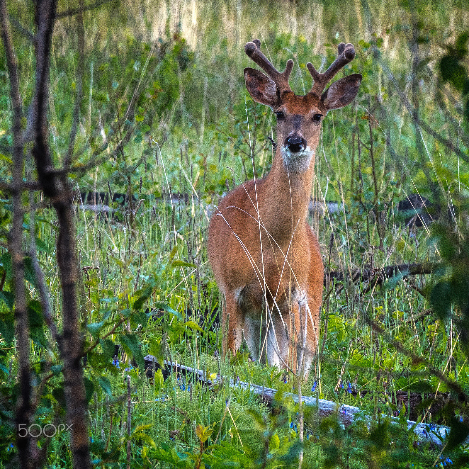 Olympus OM-D E-M5 II + OLYMPUS M.300mm F4.0 sample photo. White tailed deer, odocoileus virginianus photography
