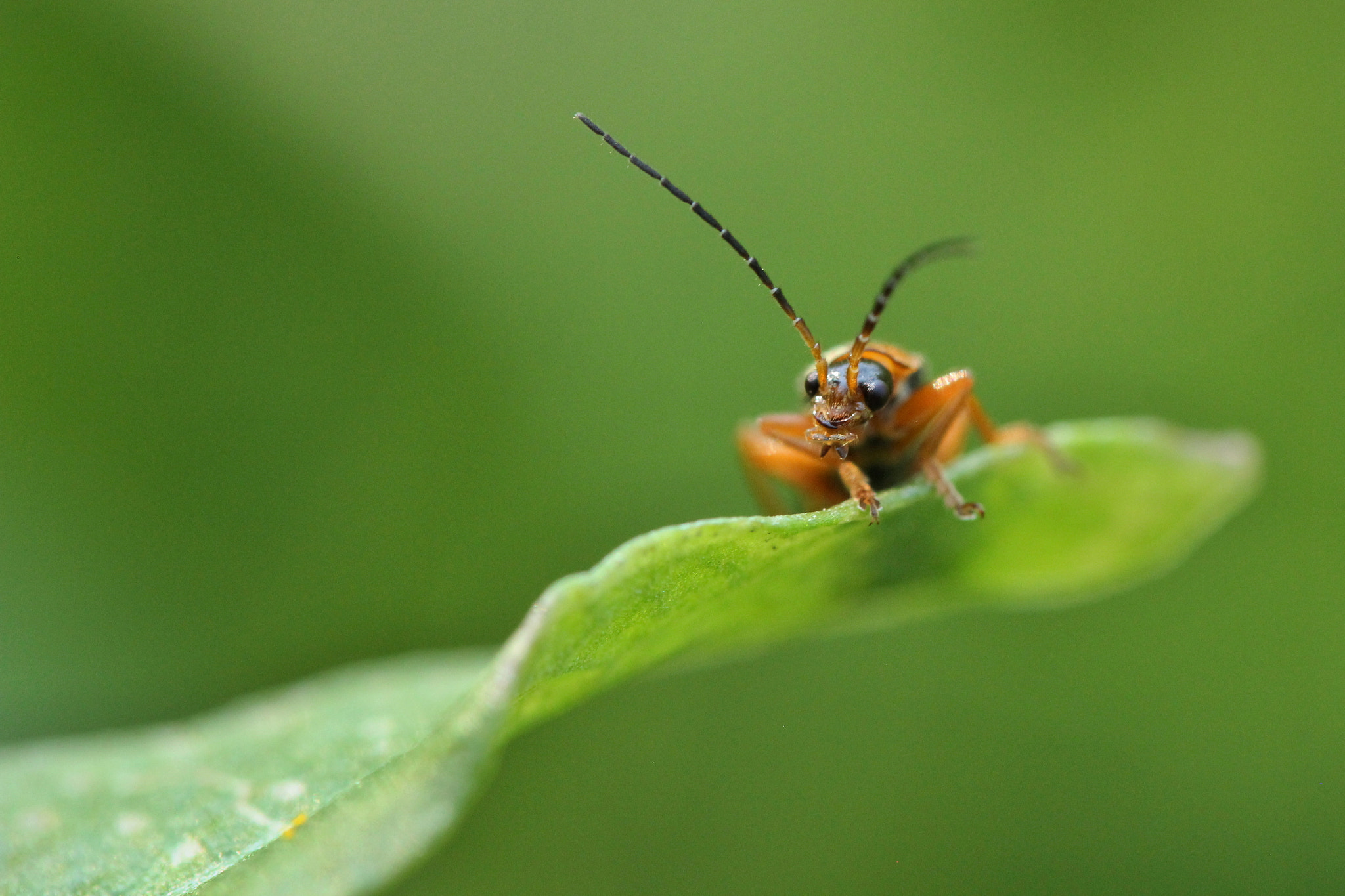 Canon EOS 600D (Rebel EOS T3i / EOS Kiss X5) + Tamron SP AF 60mm F2 Di II LD IF Macro sample photo. On the leaf photography