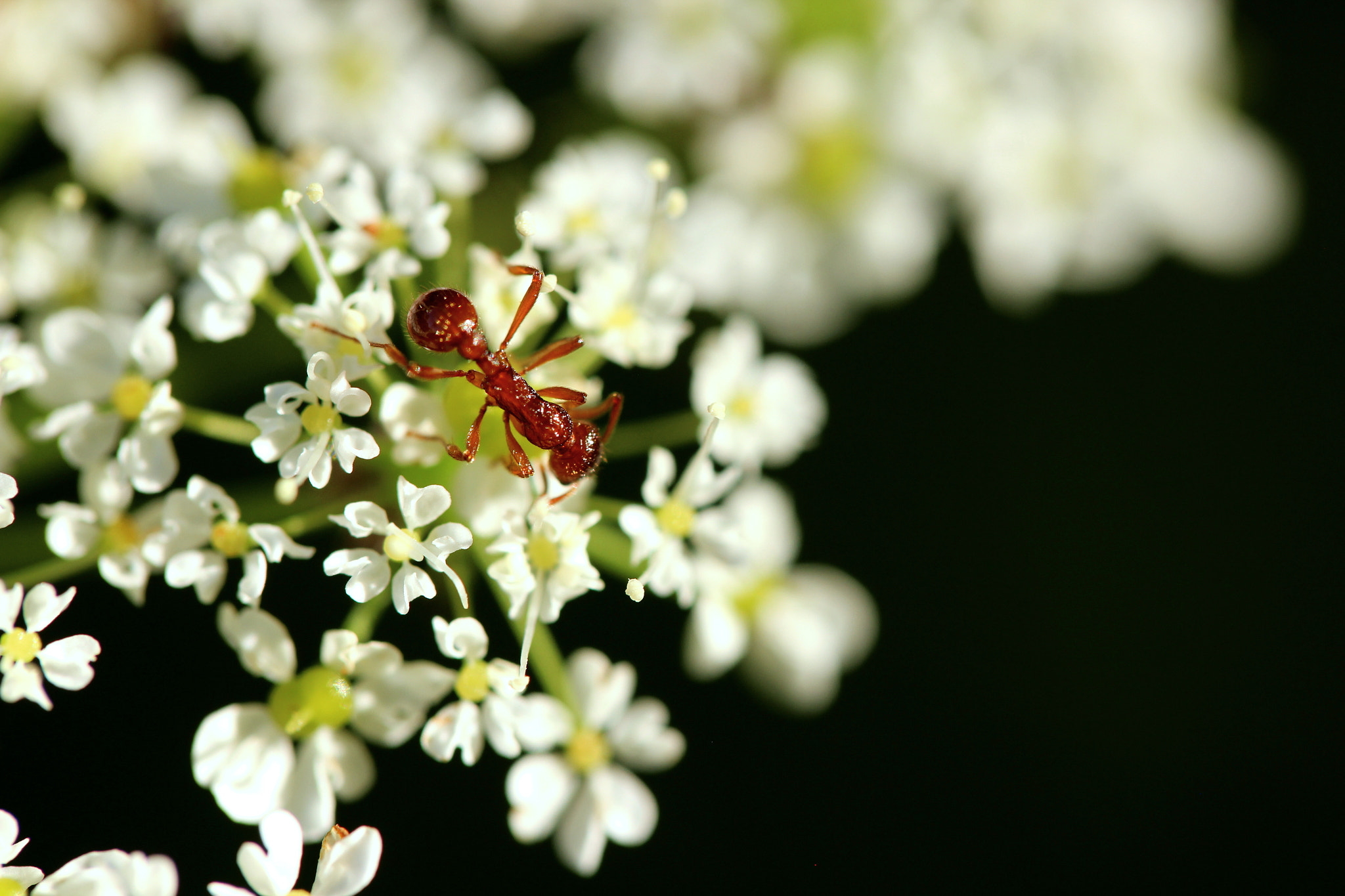 Canon EOS 600D (Rebel EOS T3i / EOS Kiss X5) + Tamron SP AF 60mm F2 Di II LD IF Macro sample photo. Contrast photography