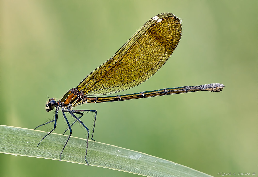 Sony ILCA-77M2 sample photo. Calopteryx haemorrhoidalis photography