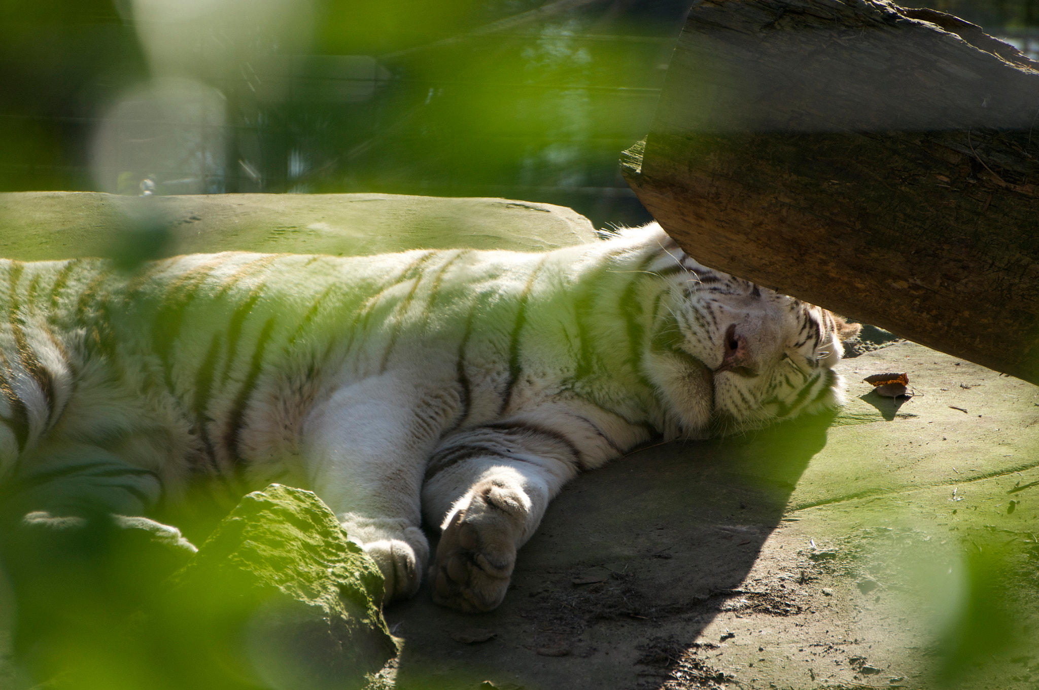 Sony E 55-210mm F4.5-6.3 OSS sample photo. White tiger photography