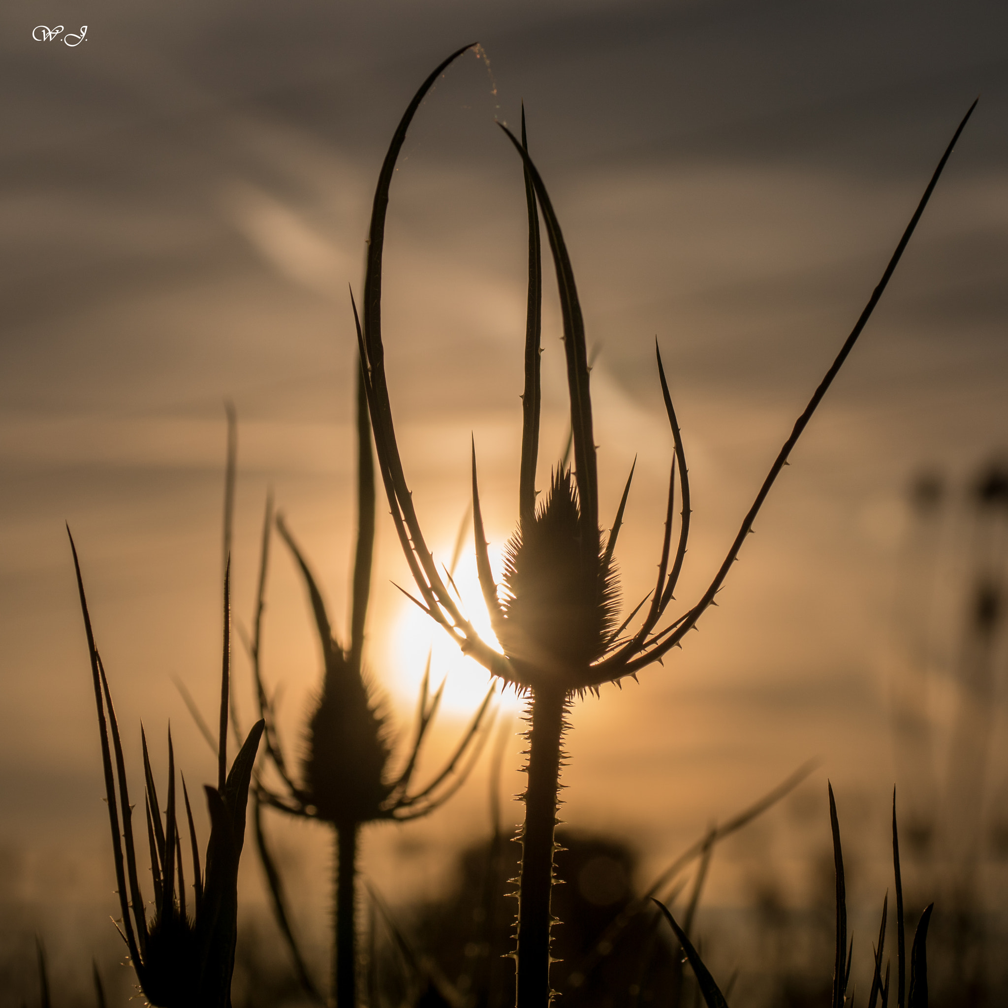 Sony ILCA-77M2 + Tamron SP AF 90mm F2.8 Di Macro sample photo. Sunset ii photography