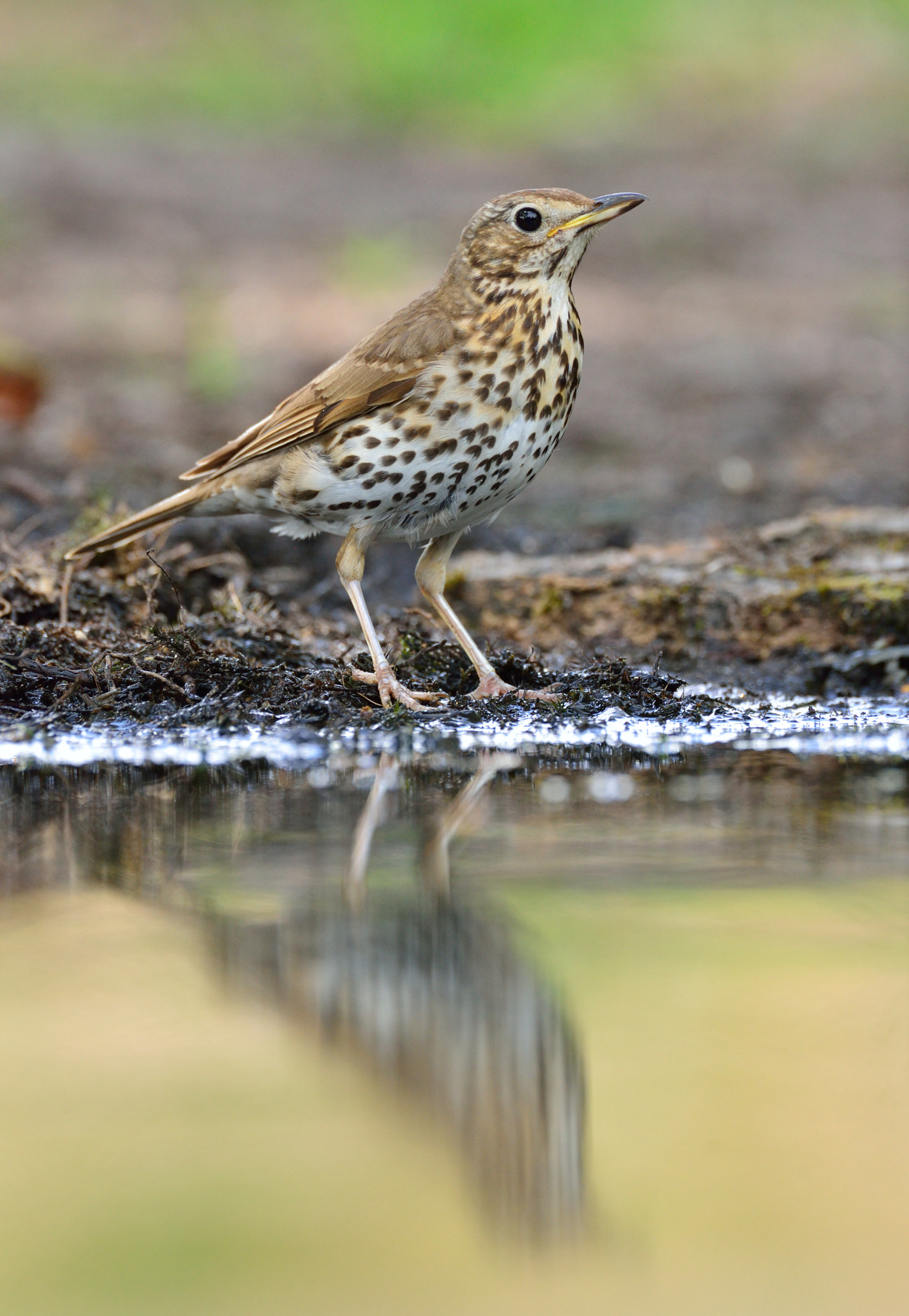 Nikon D600 + AF-S Nikkor 600mm f/4D IF-ED sample photo. Zanglijster photography