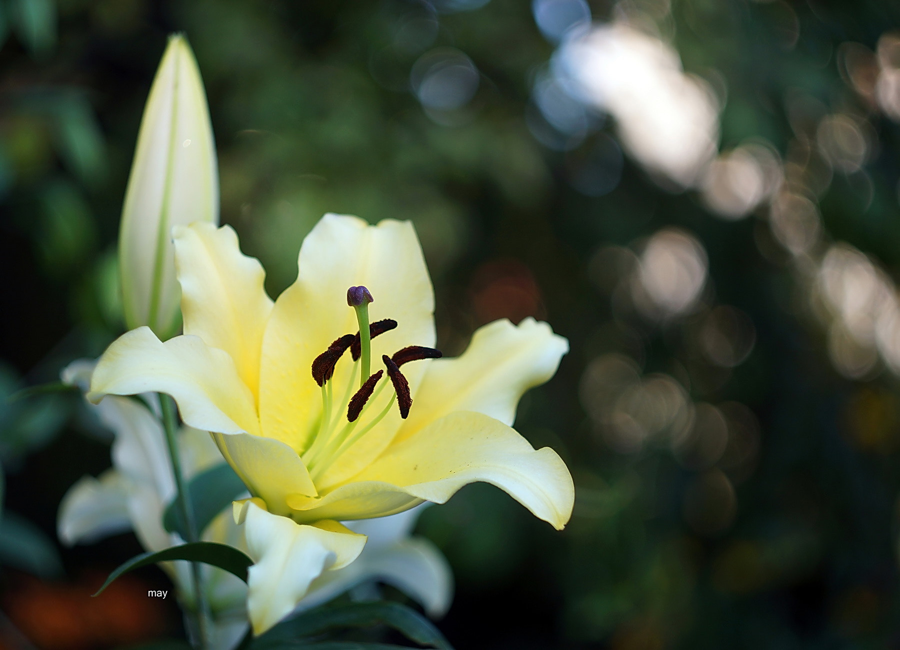 Sony SLT-A65 (SLT-A65V) + Minolta AF 50mm F1.7 sample photo. Beautiful.. photography