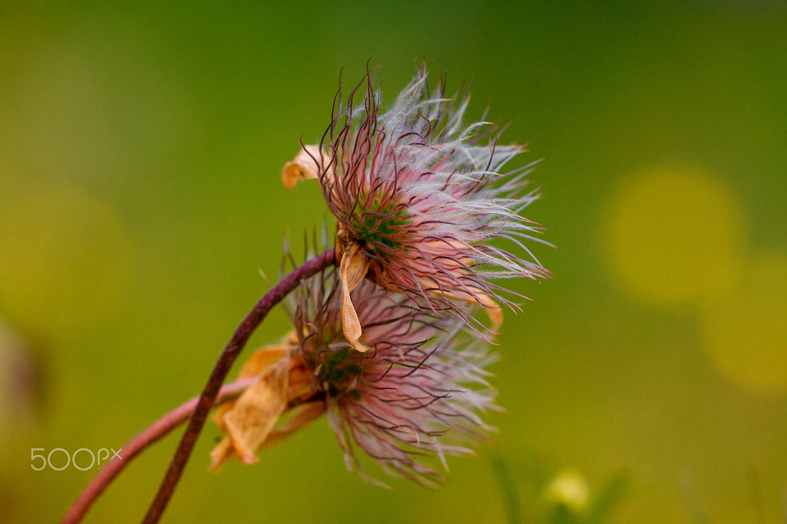Sigma APO Macro 150mm f/2.8 EX DG HSM sample photo. Good friends photography
