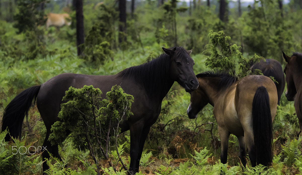 Sony ILCA-77M2 + 70-200mm F2.8 sample photo. Wildhorses photography