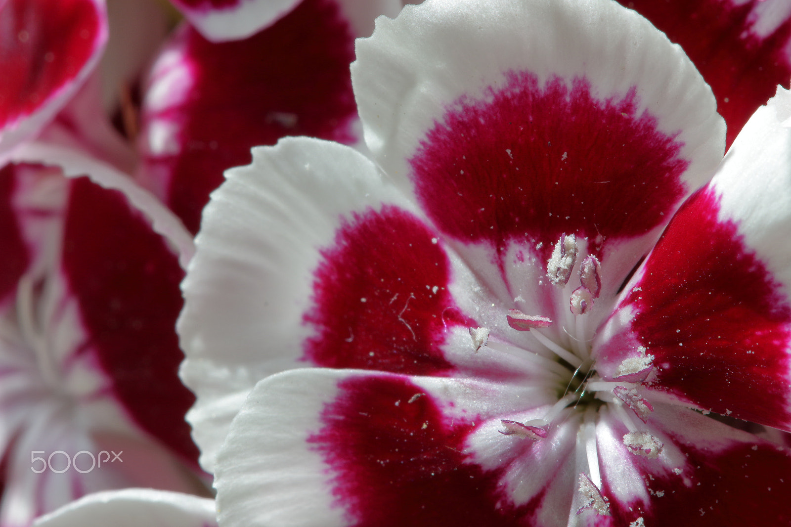 Canon EF 100mm F2.8 Macro USM sample photo. Blossom dust photography