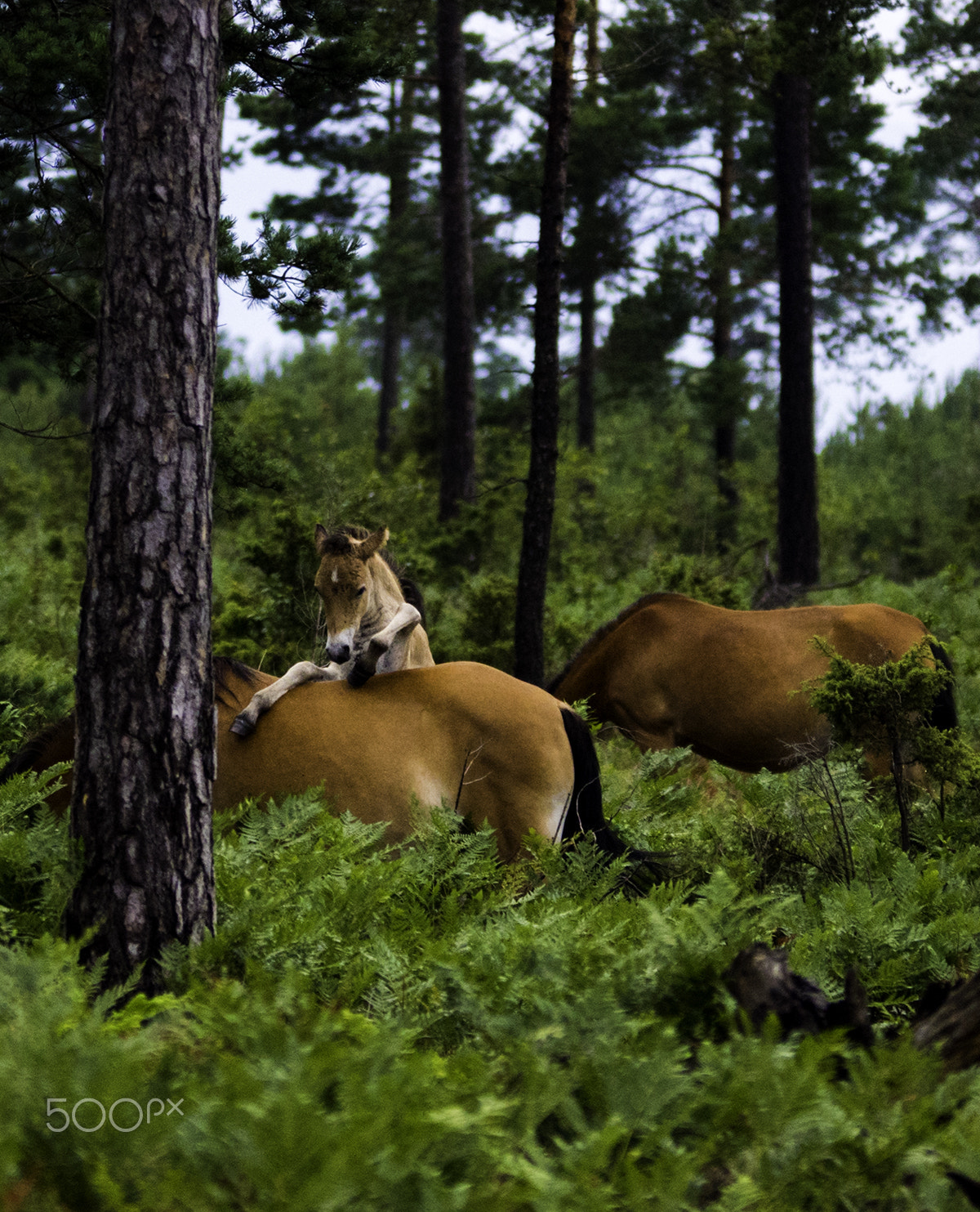 Sony ILCA-77M2 + 70-200mm F2.8 sample photo. Wildhorses photography