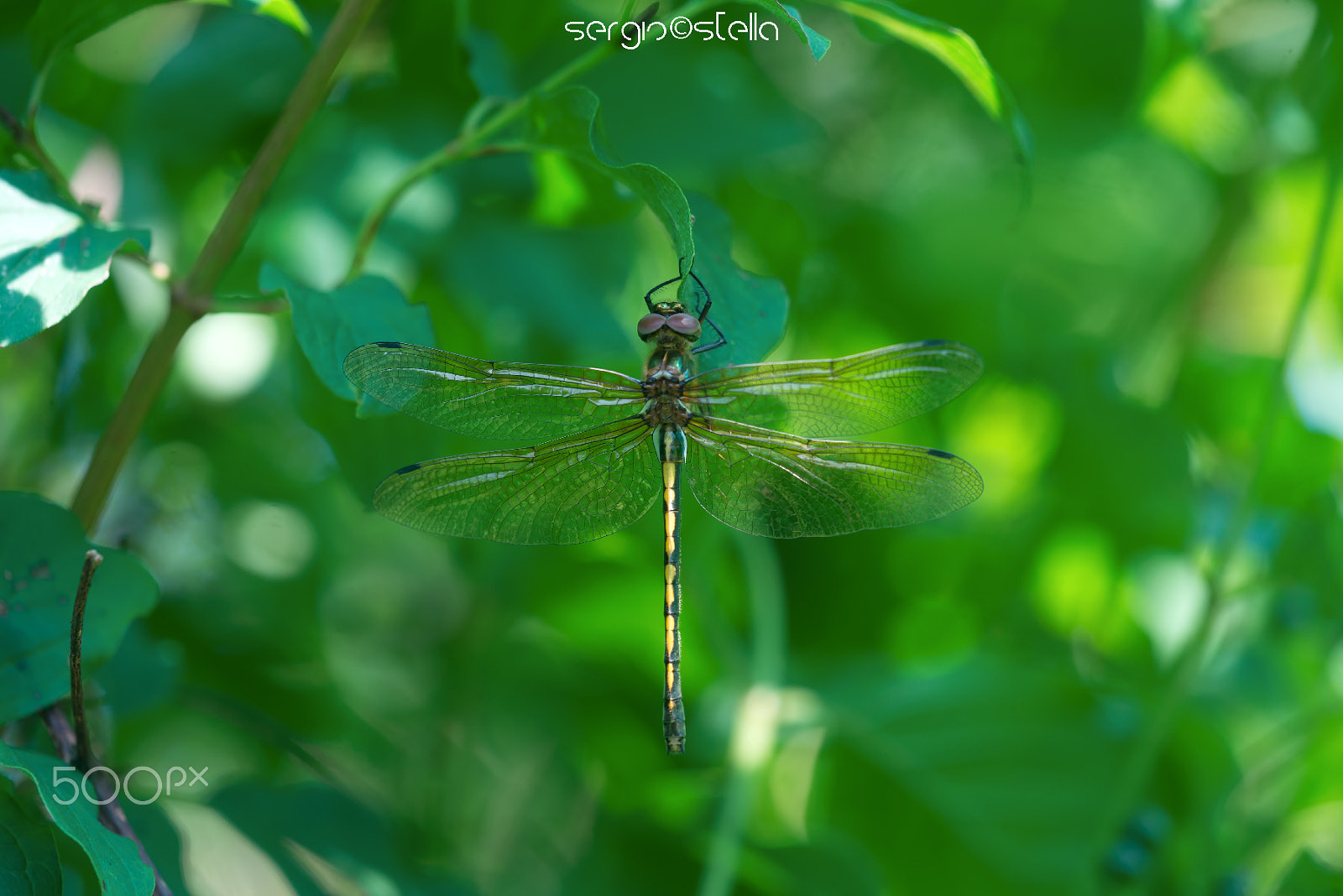 Sigma 150mm F2.8 EX DG Macro HSM sample photo. Oxygastra_curtisii ♀ photography