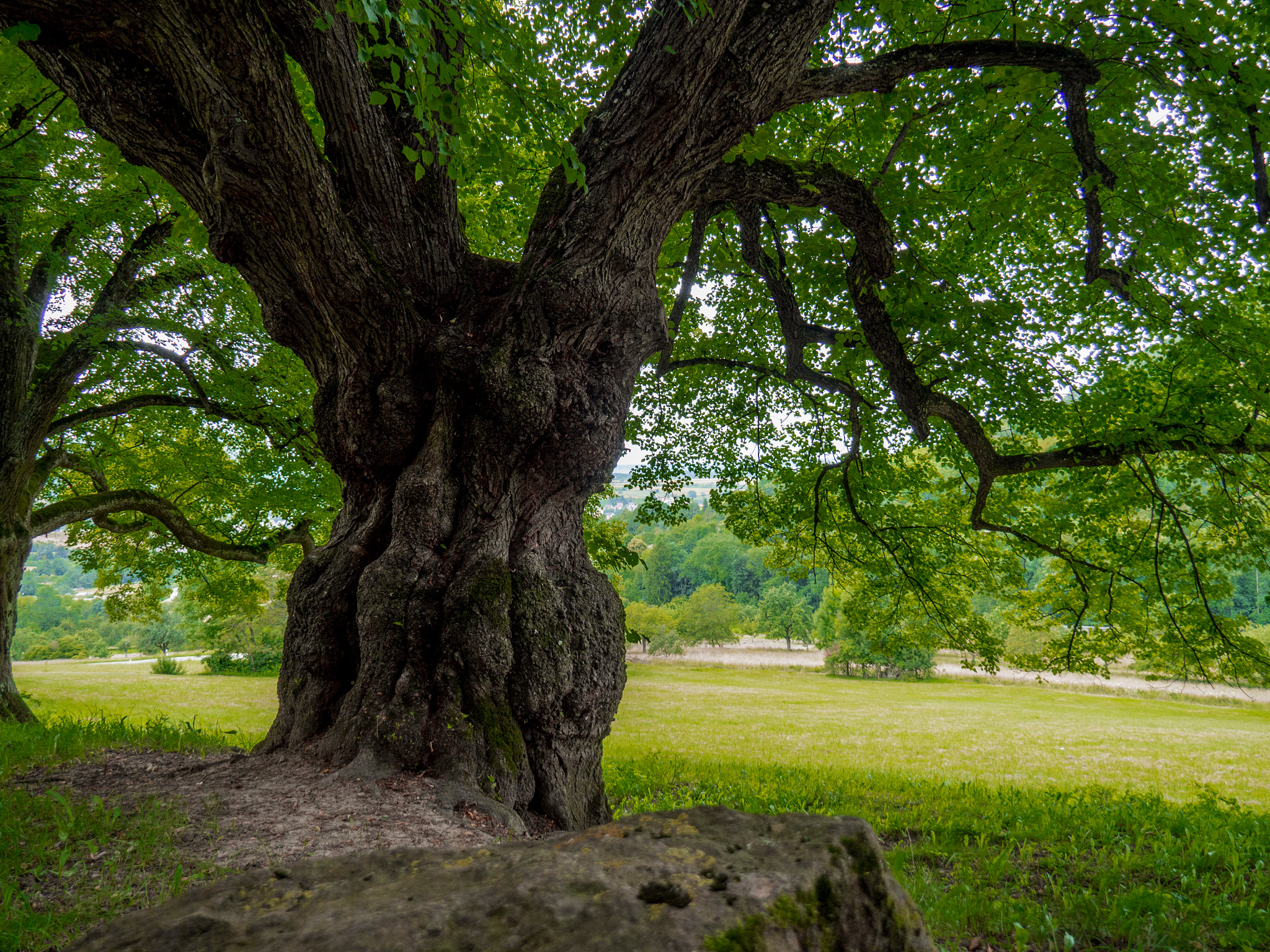 OLYMPUS M.14-150mm F4.0-5.6 II sample photo. Lime tree photography