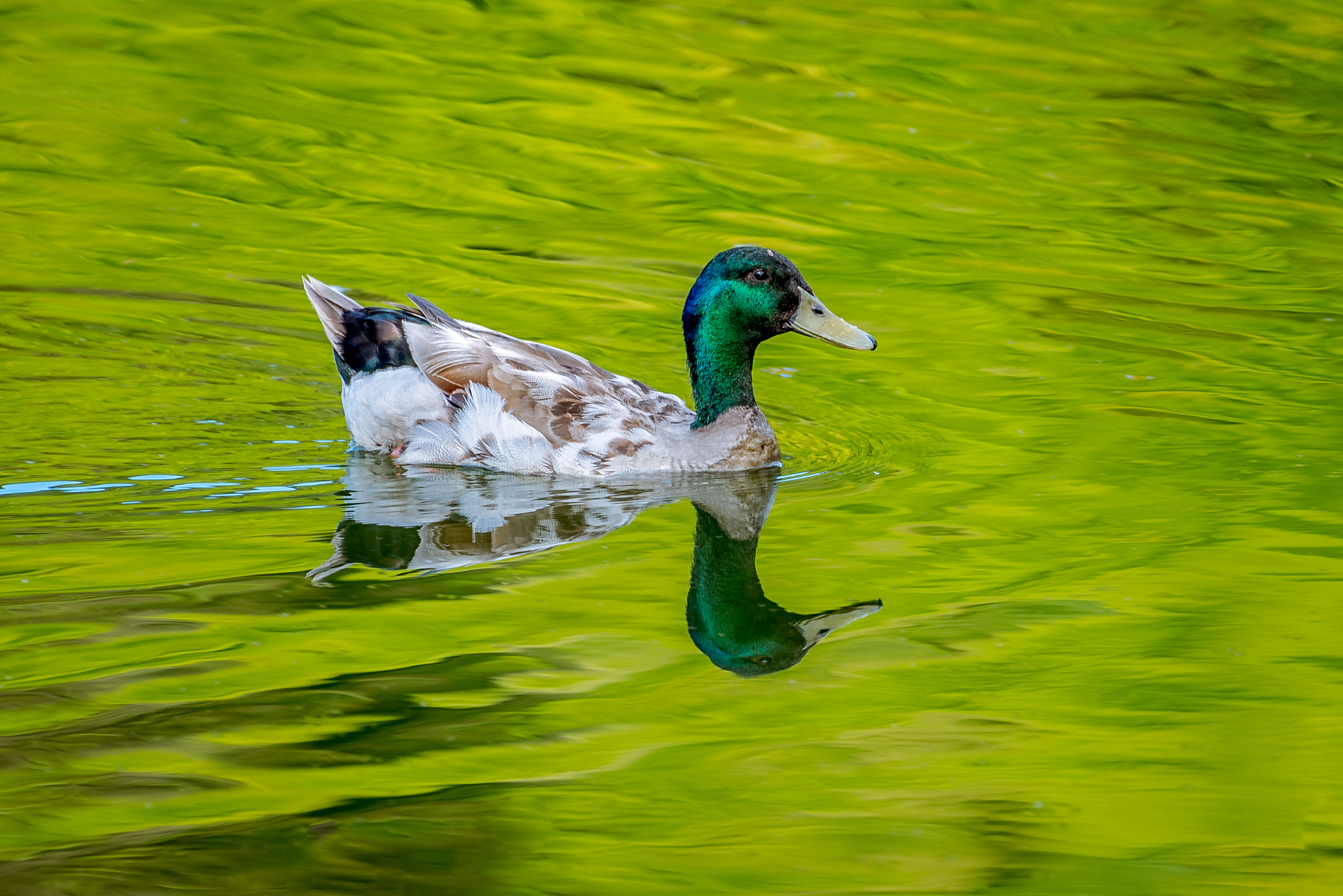 Nikon AF-S Nikkor 200-500mm F5.6E ED VR sample photo. Slowly photography