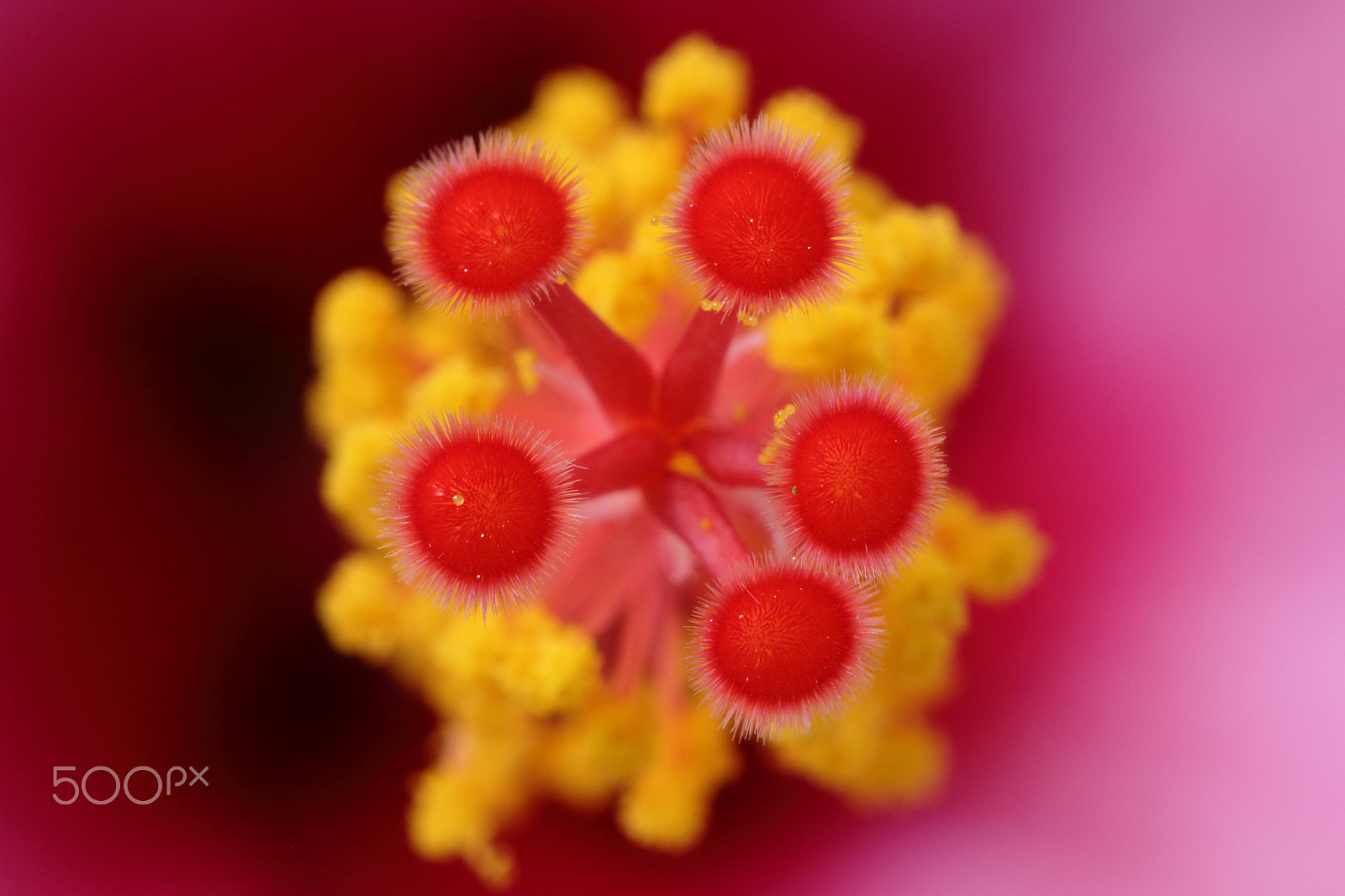 Canon EF 100mm F2.8 Macro USM sample photo. Hibiscus pistil photography