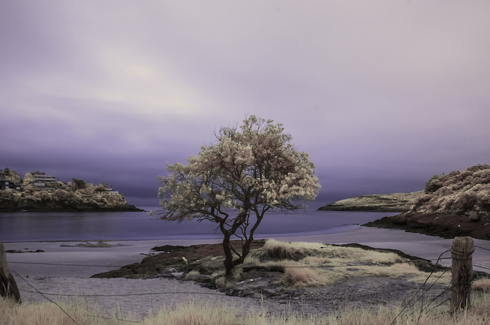Nikon D50 sample photo. Ir ria castellanos photography