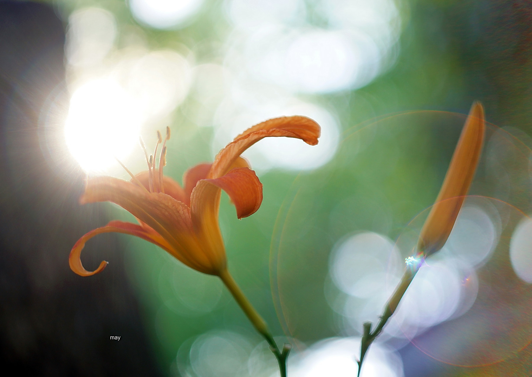 Sony SLT-A65 (SLT-A65V) + Minolta AF 50mm F1.7 sample photo. Solar hares.. photography