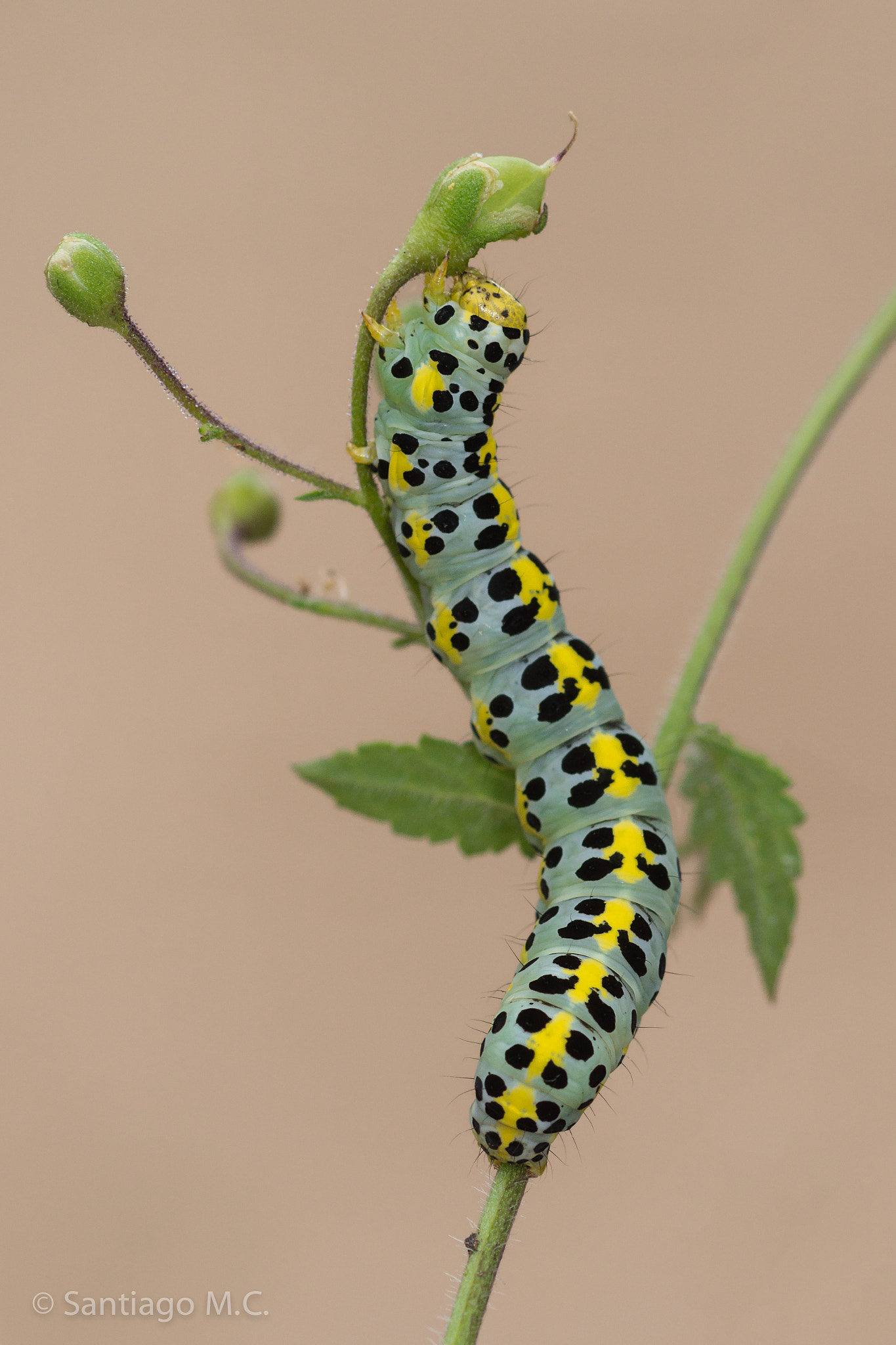 Sony SLT-A77 + Sony 100mm F2.8 Macro sample photo. Cucullia verbasci sobre scrophularia nodosa photography