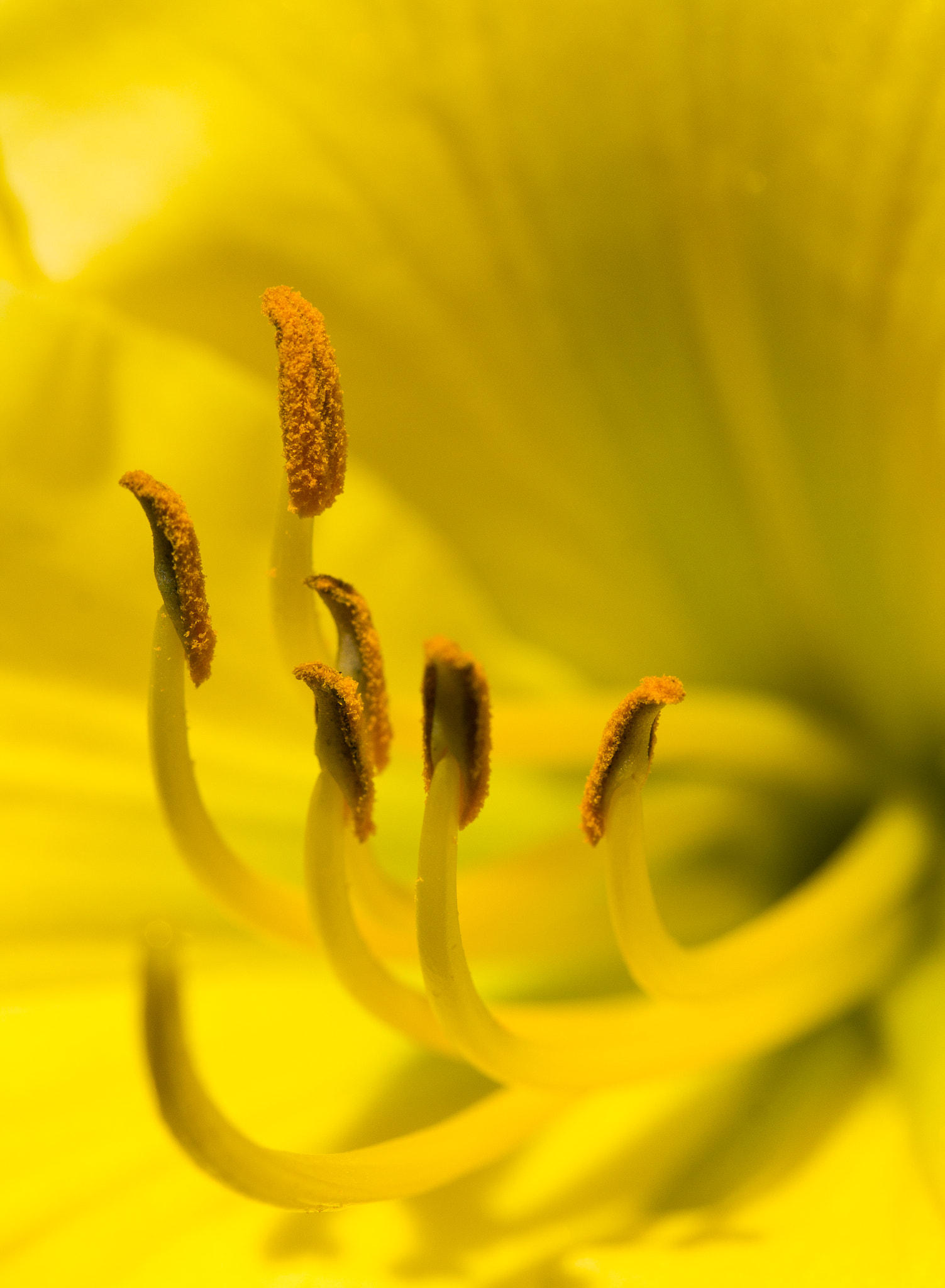Canon EF-S 60mm F2.8 Macro USM sample photo. Ready to pollinate photography
