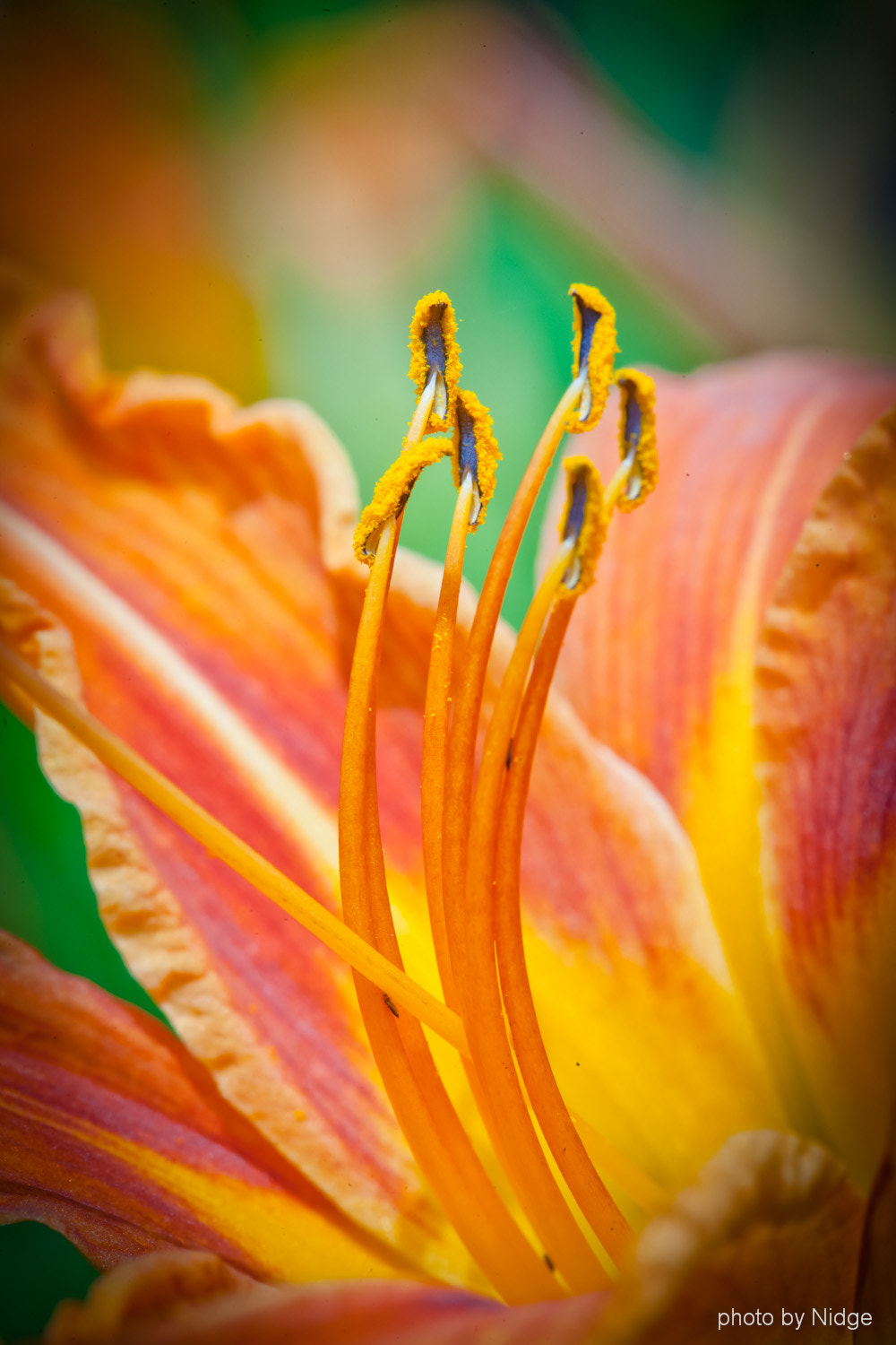 Canon EOS-1Ds Mark II sample photo. Flowers...... photography