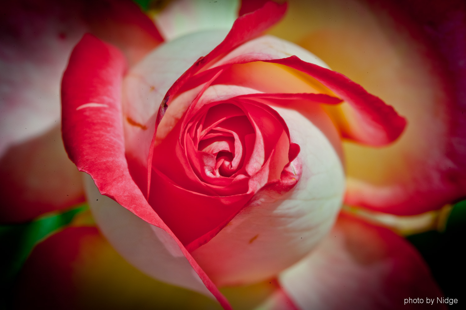 Canon EOS-1Ds Mark II sample photo. Flowers...... photography