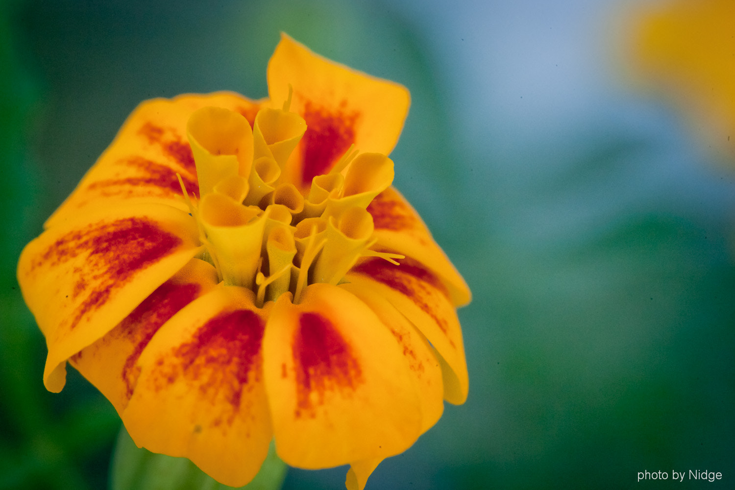 Canon EOS-1Ds Mark II sample photo. Flowers...... photography