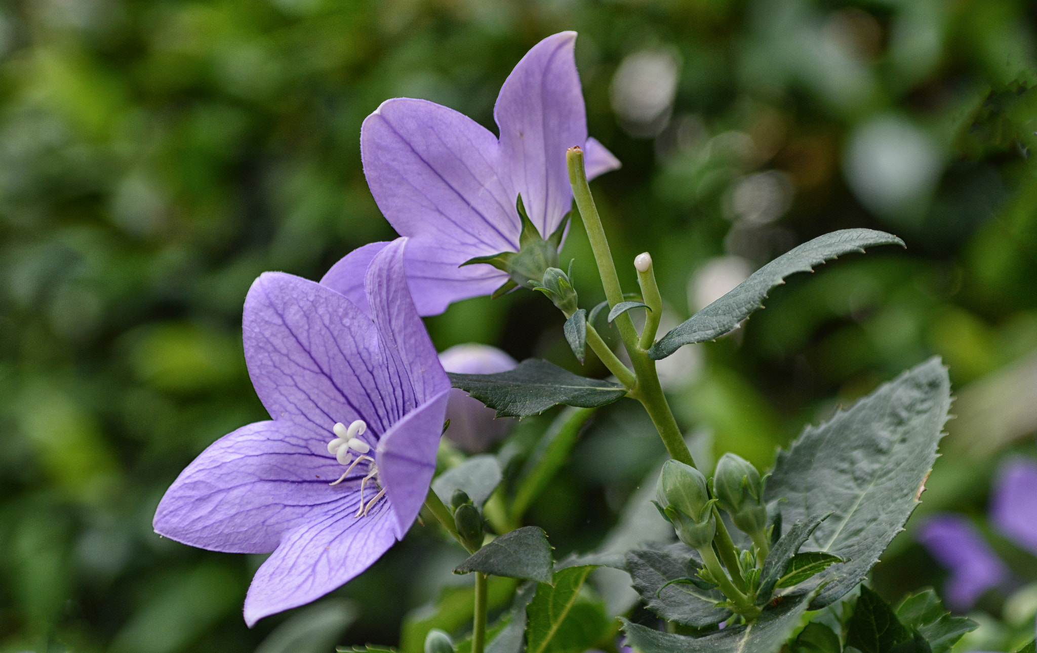 Nikon D7100 + Sigma 24-70mm F2.8 EX DG Macro sample photo. Summer............... photography