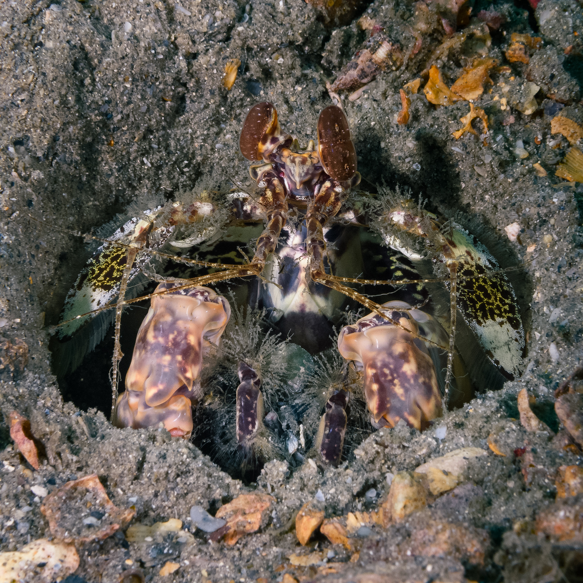 Nikon AF-S Micro-Nikkor 60mm F2.8G ED sample photo. Mantis shrimp at home photography