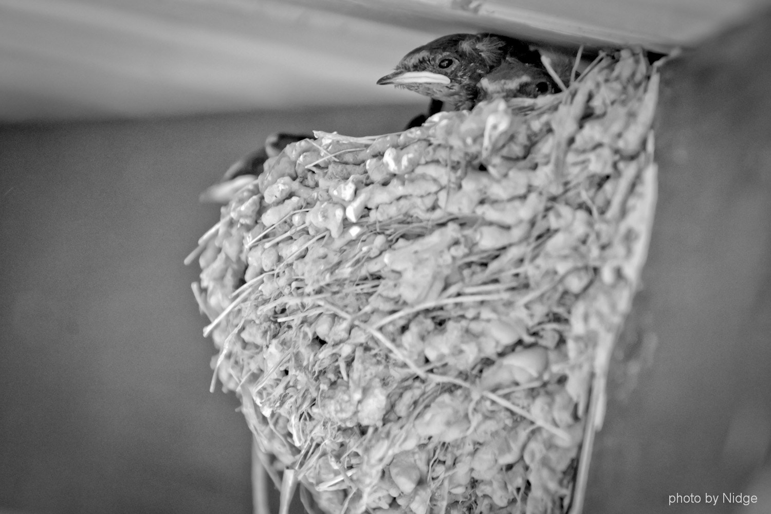 Canon EOS-1Ds Mark II sample photo. Small swallows.... photography