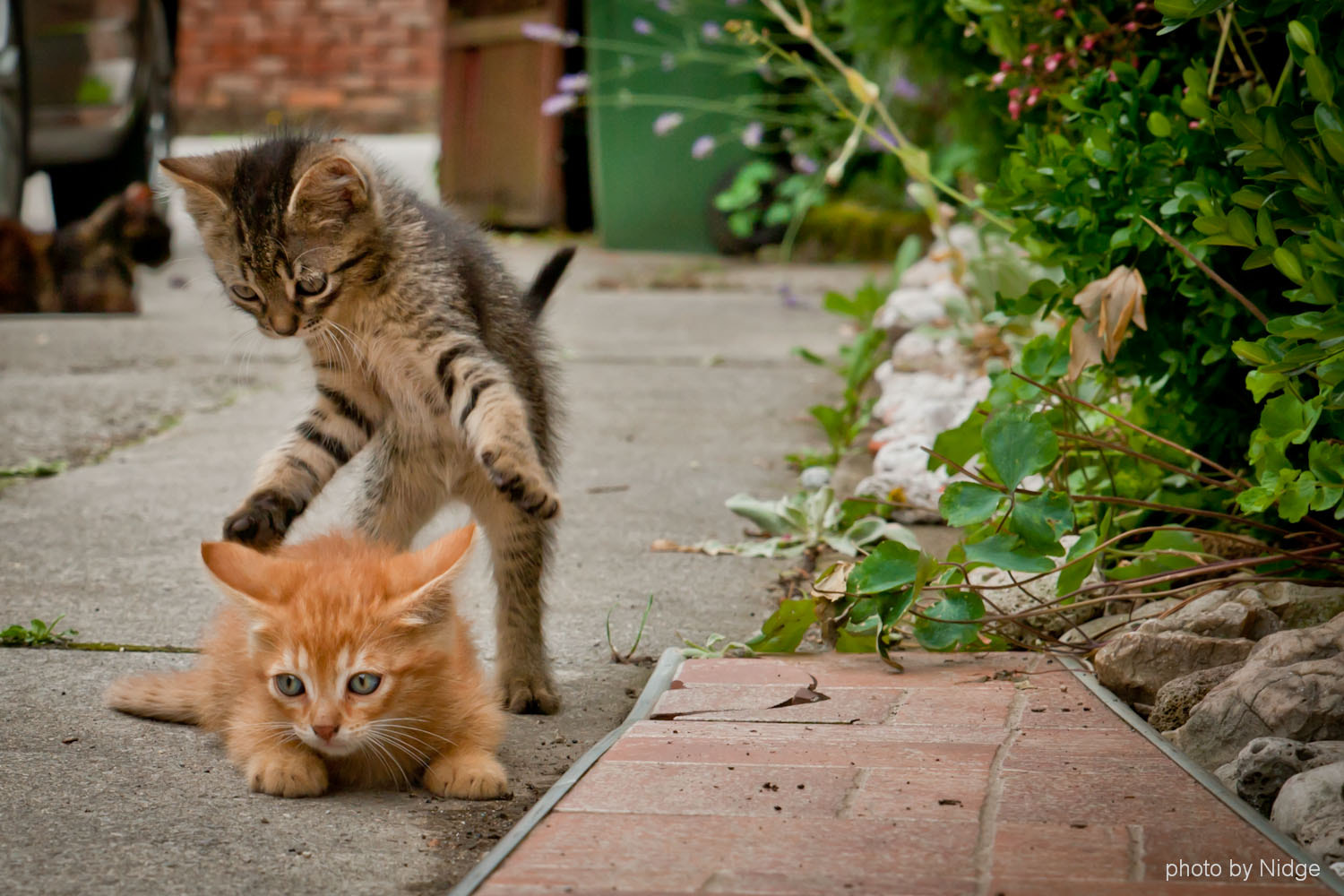 Canon 24.0-70.0 mm sample photo. Pussy cats.... photography