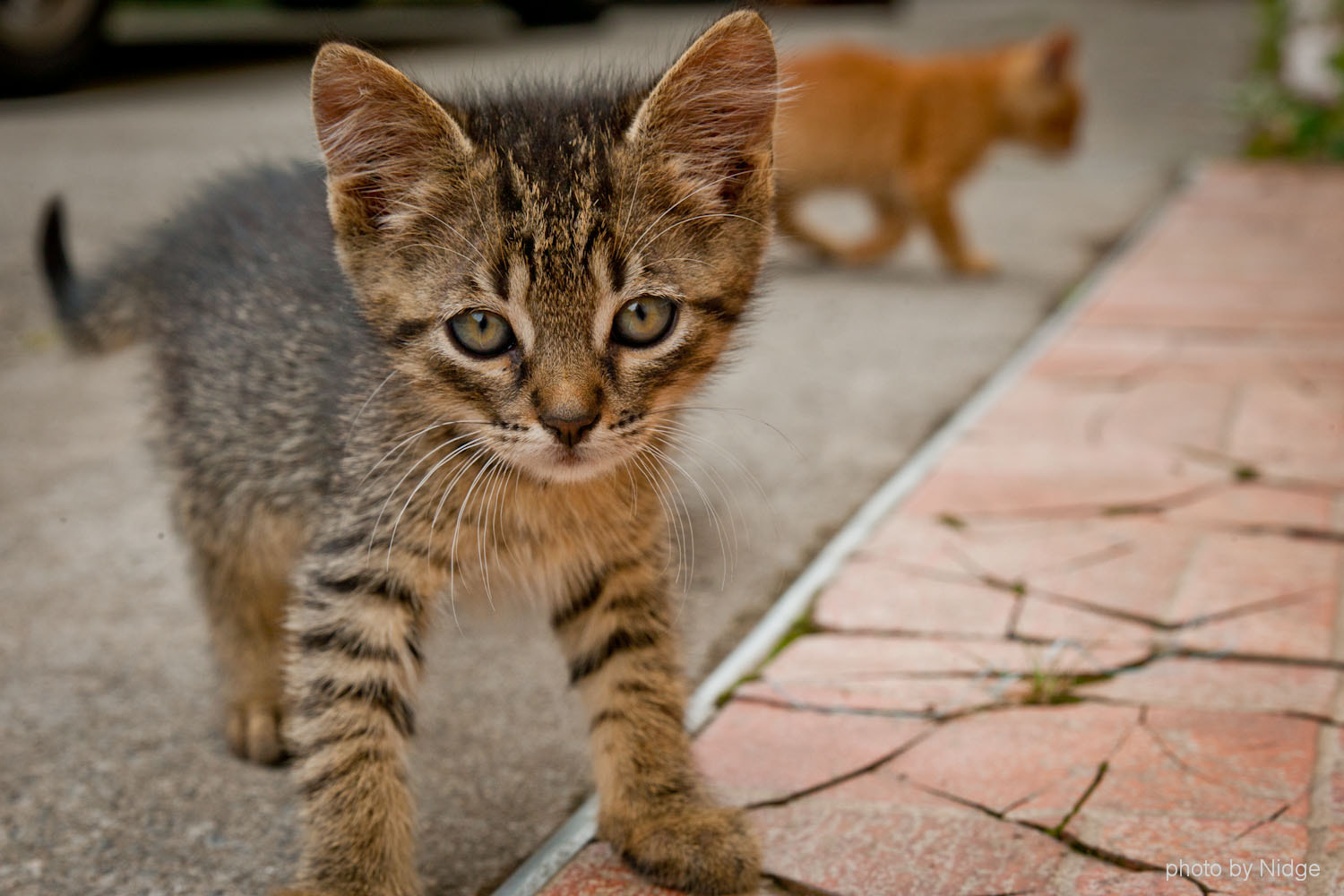 Canon 24.0-70.0 mm sample photo. Pussy cats.... photography