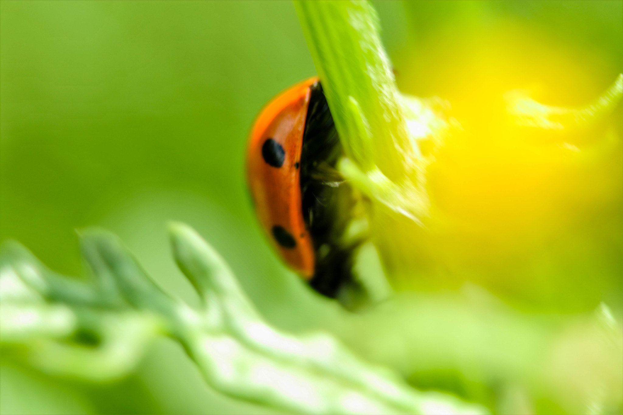 Canon EF 38-76mm f/4.5-5.6 sample photo. Ladybug photography