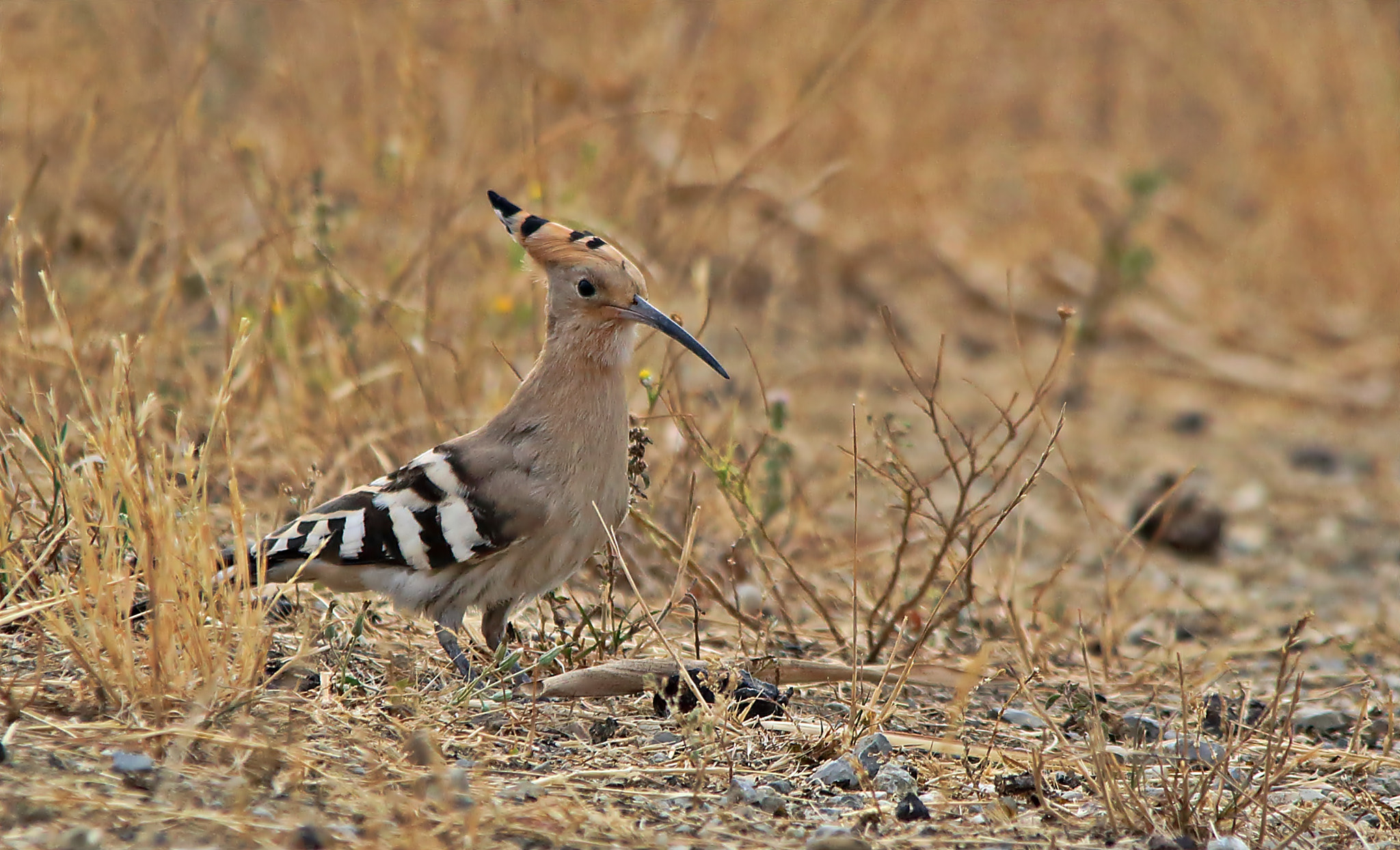 Sigma 150-500mm F5-6.3 DG OS HSM sample photo. Hoopoe, upupa photography