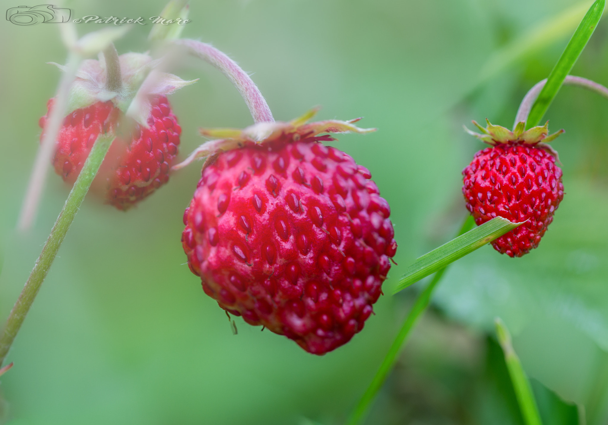 Canon EOS 60D + Tamron SP AF 90mm F2.8 Di Macro sample photo. Strawberry....   photography