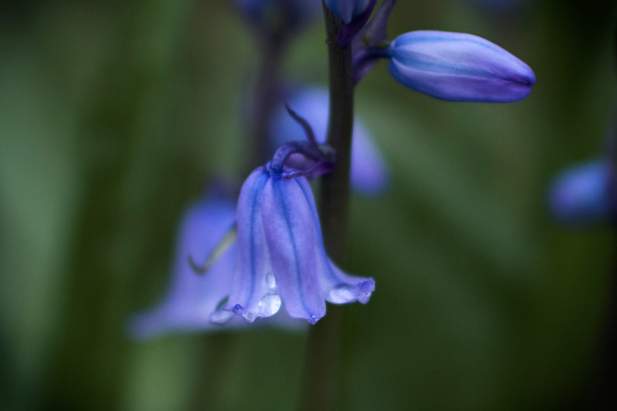 Canon EOS 7D + Canon EF 35mm F1.4L USM sample photo. Purple flower (1571) photography