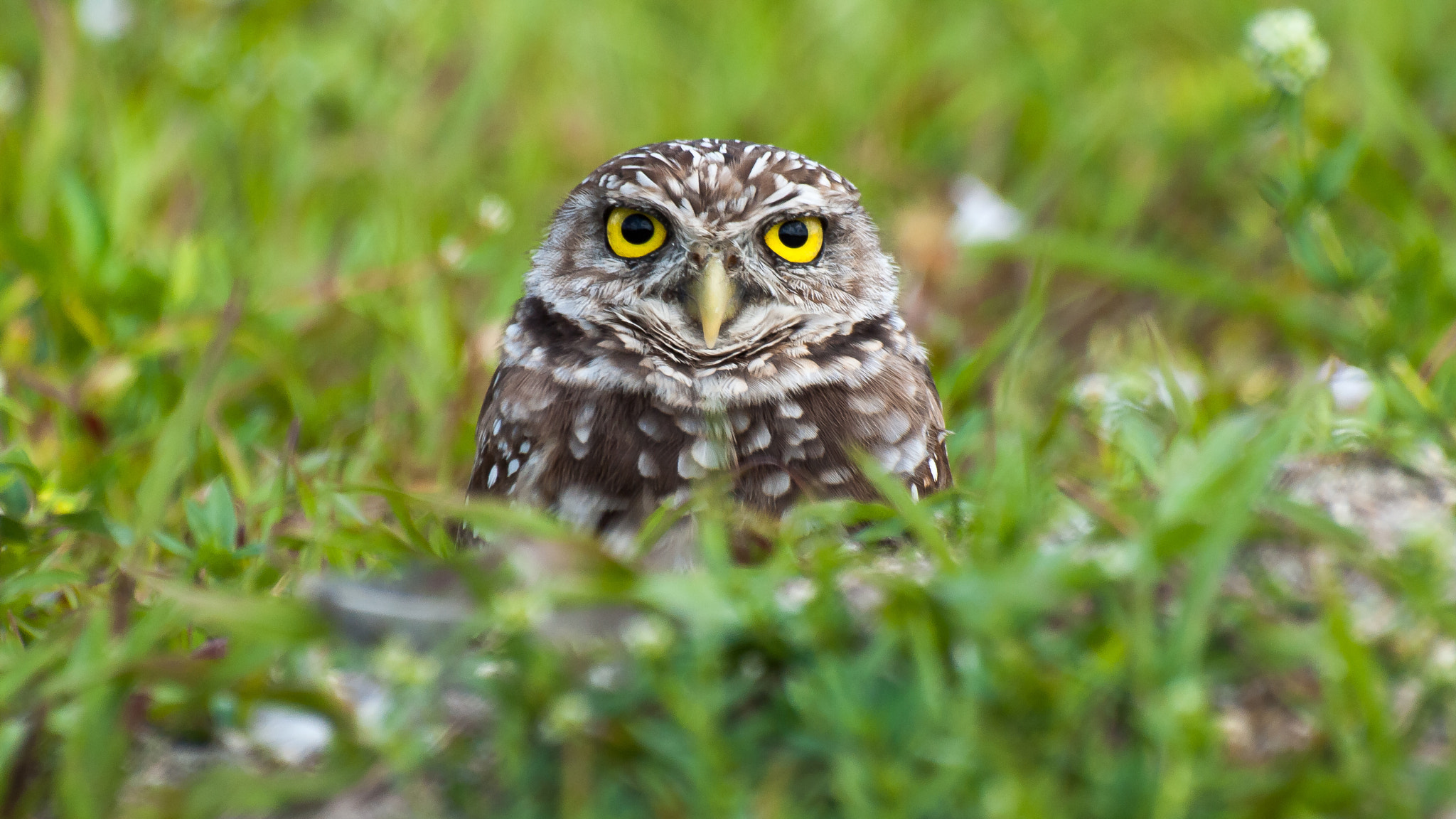Olympus Zuiko Digital ED 70-300mm F4.0-5.6 sample photo. Burrowing owl photography