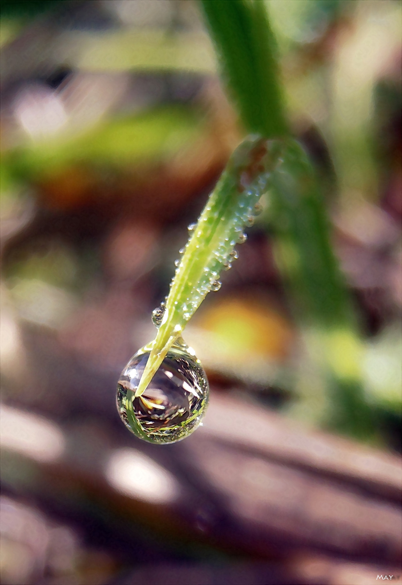 Olympus VR310,D720 sample photo. Dewdrop.. photography