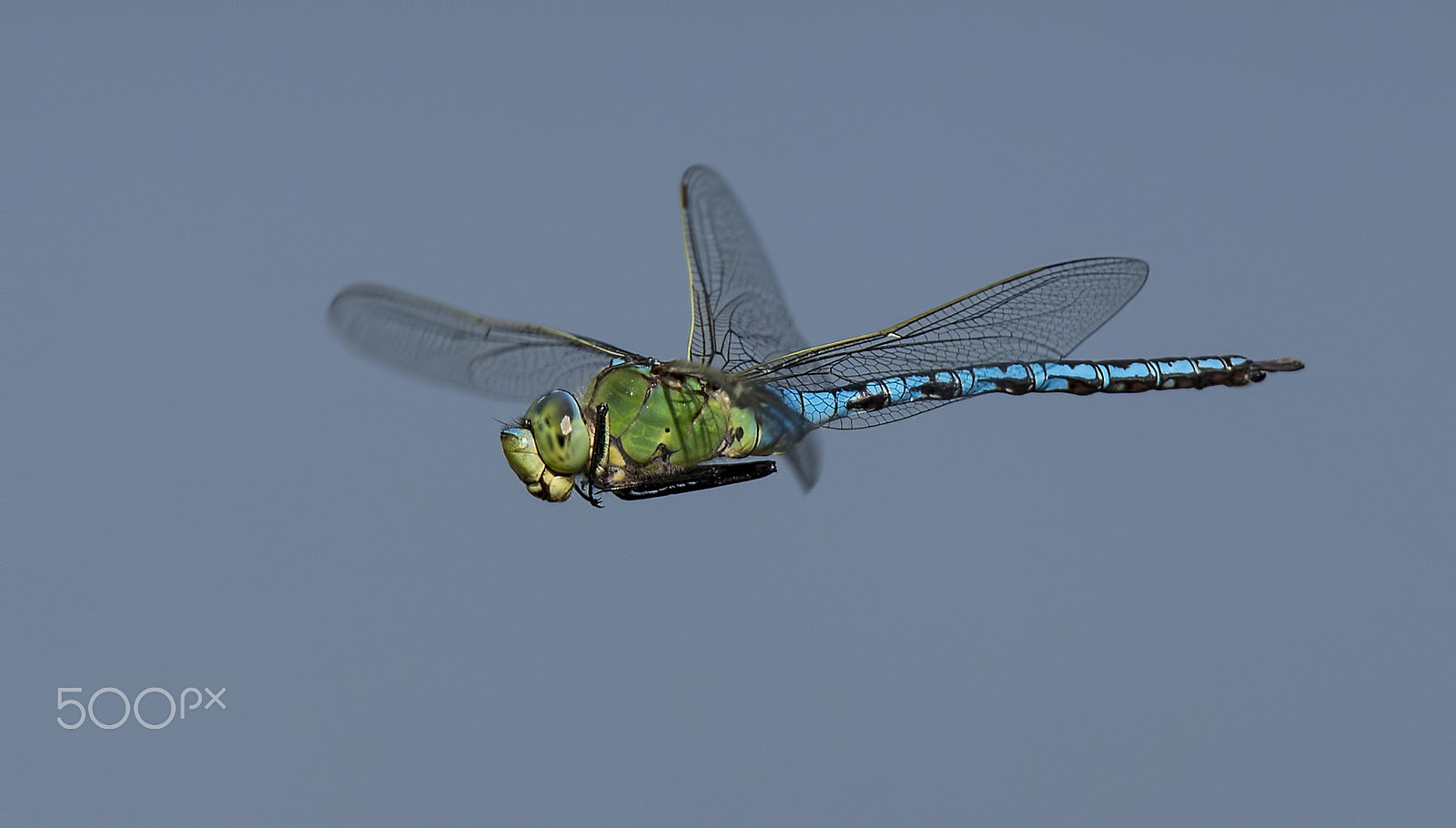 Nikon D600 sample photo. Aeshna cyanea(dragonfly) photography