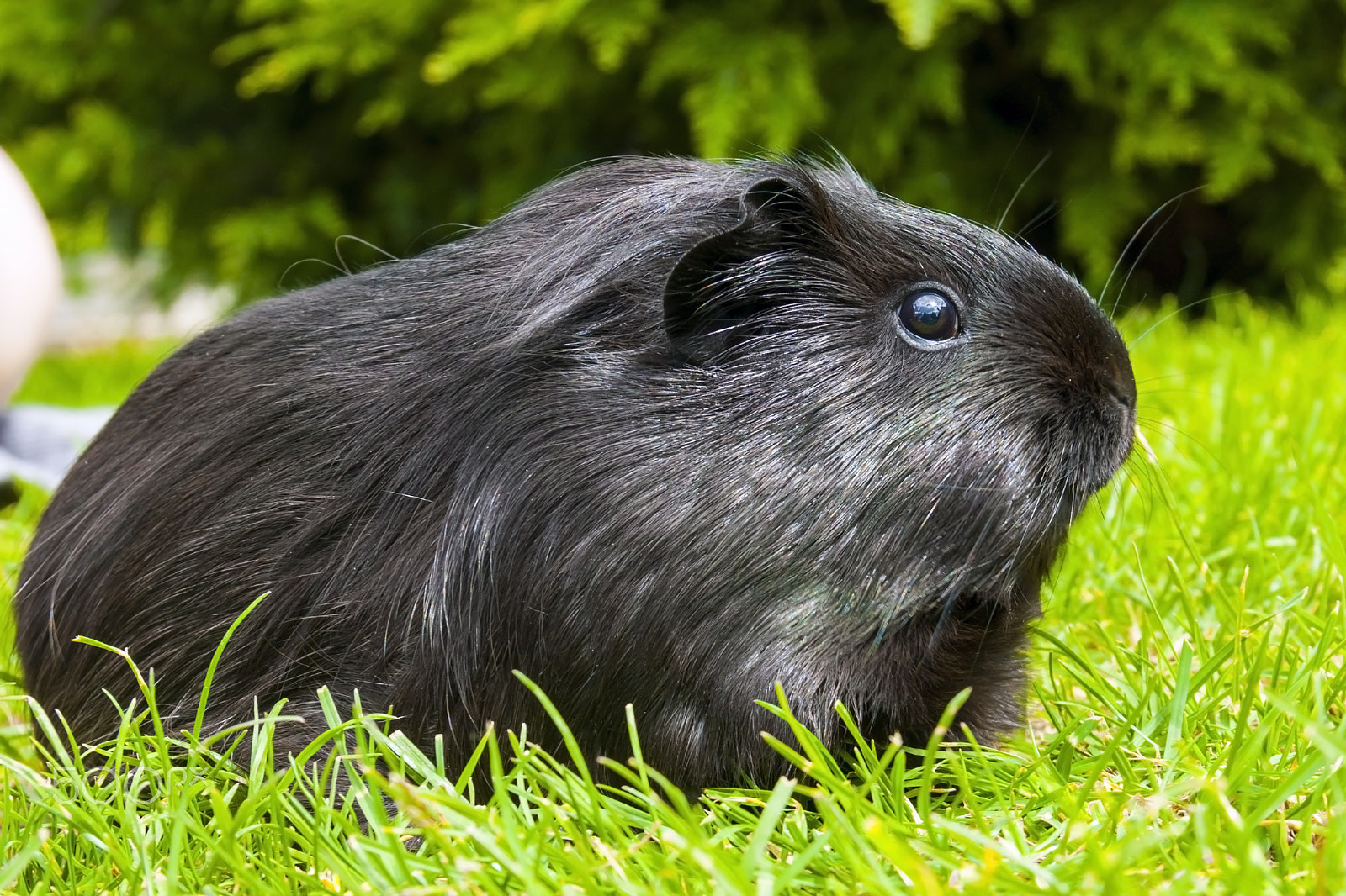 Canon EOS 40D + Canon EF-S 18-135mm F3.5-5.6 IS sample photo. Black guinea pig photography