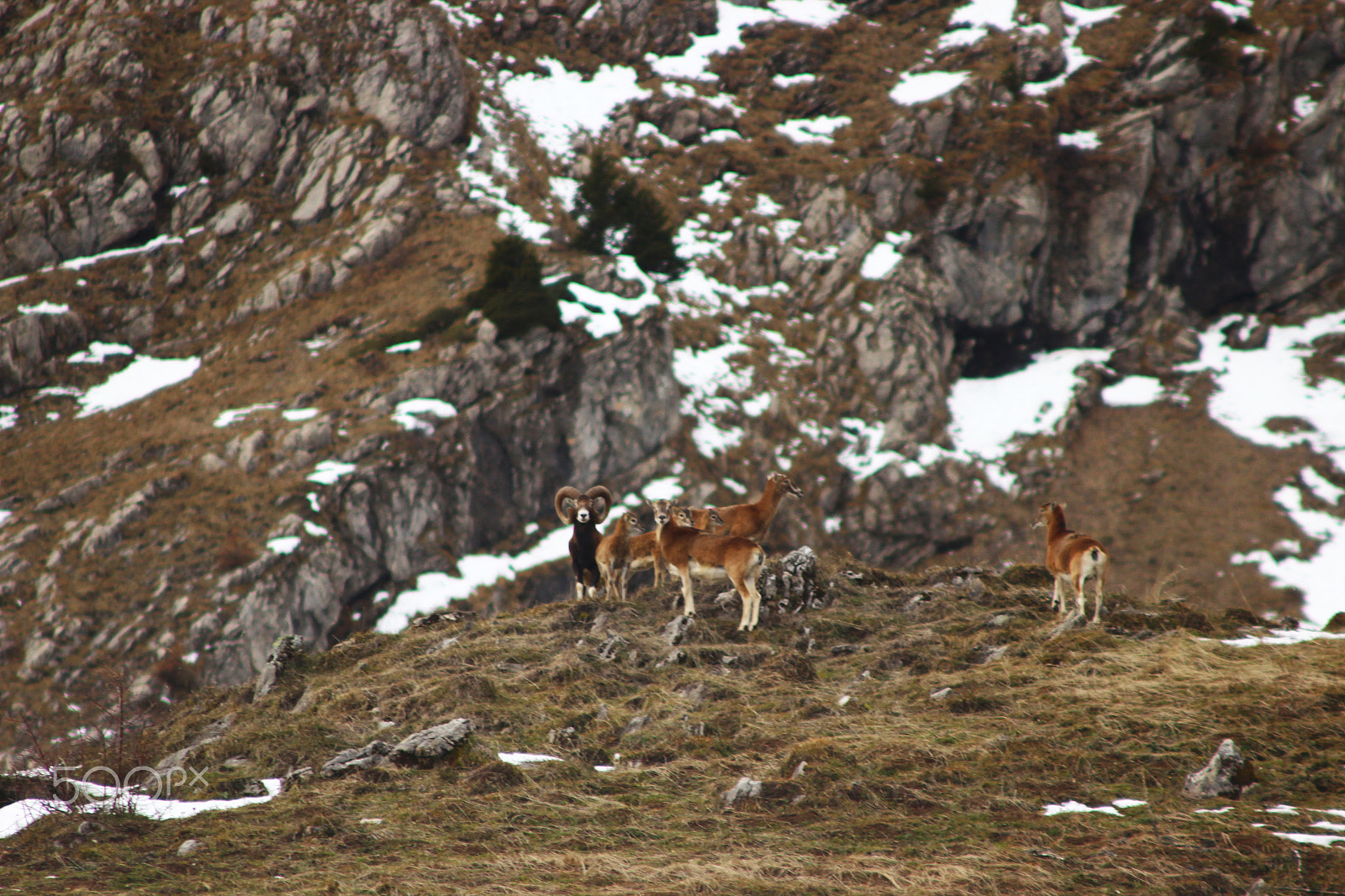 Canon EF 90-300mm F4.5-5.6 sample photo. Wild animals. photography