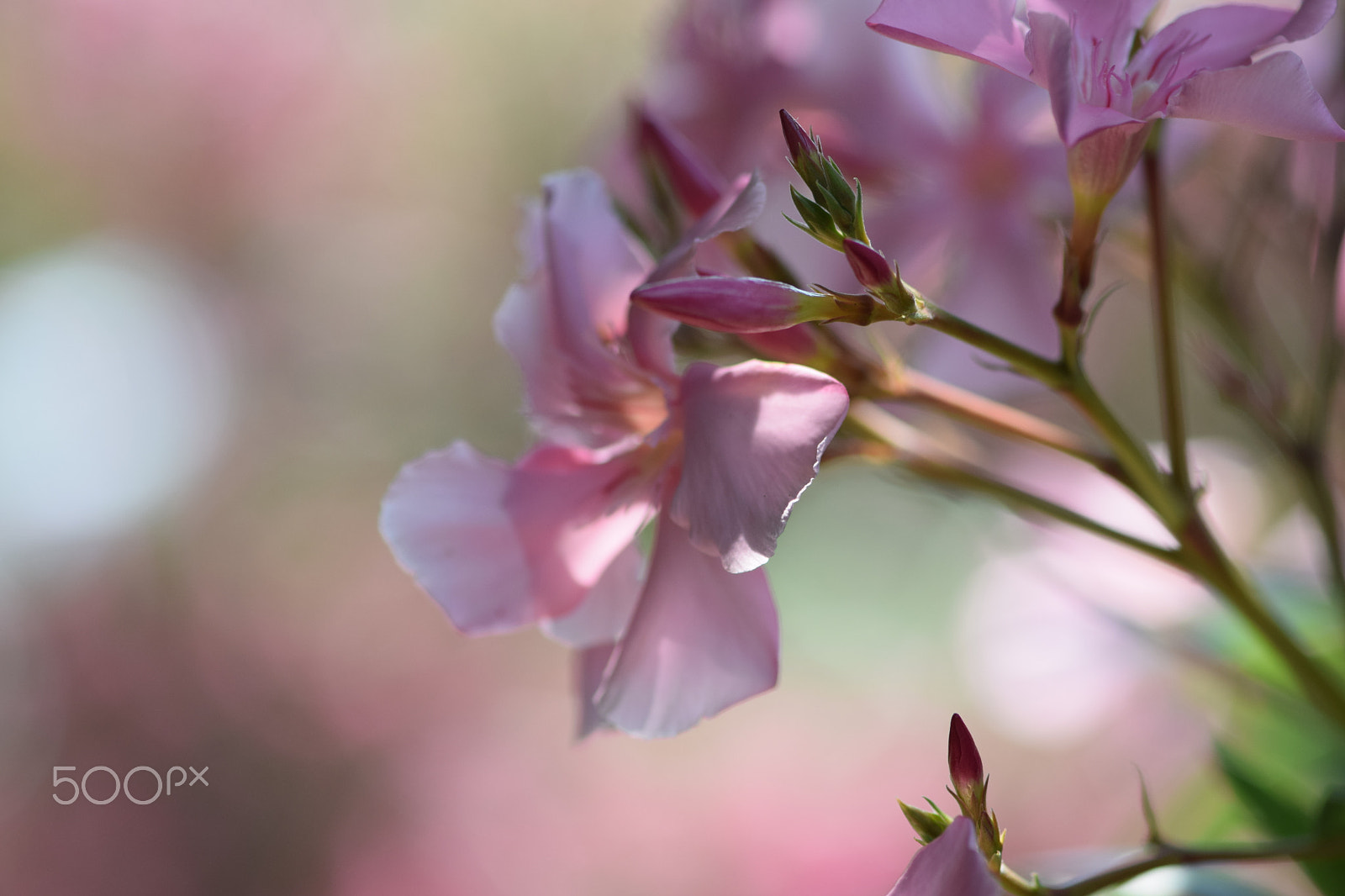 Nikon AF-S Micro-Nikkor 105mm F2.8G IF-ED VR sample photo. Blurry photography