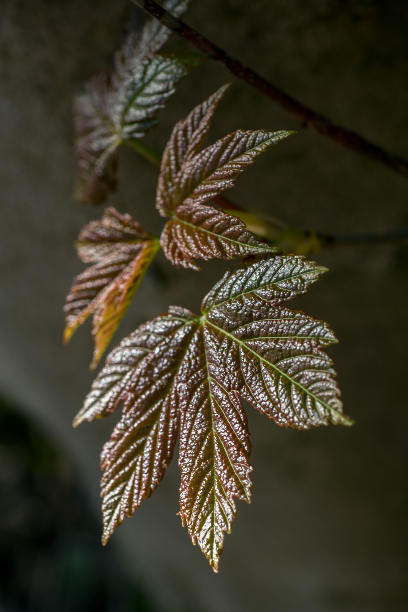 Nikon D7100 + AF Micro-Nikkor 60mm f/2.8 sample photo. Soaking up the dappled light. photography