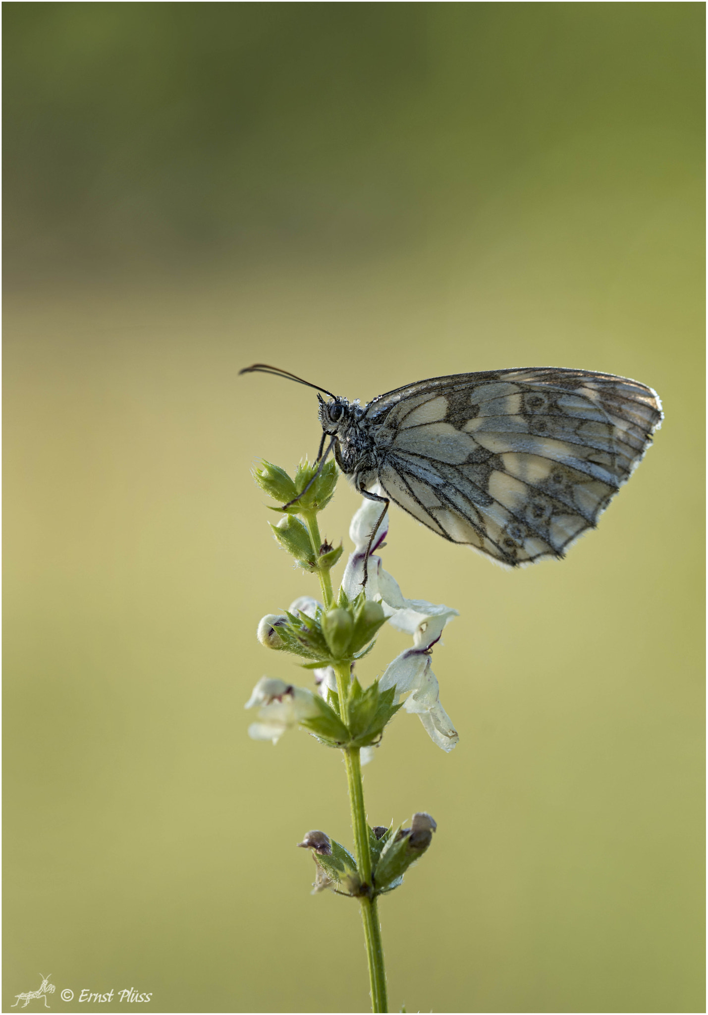 Sigma 150mm F2.8 EX DG OS Macro HSM sample photo. Marbled white - male photography
