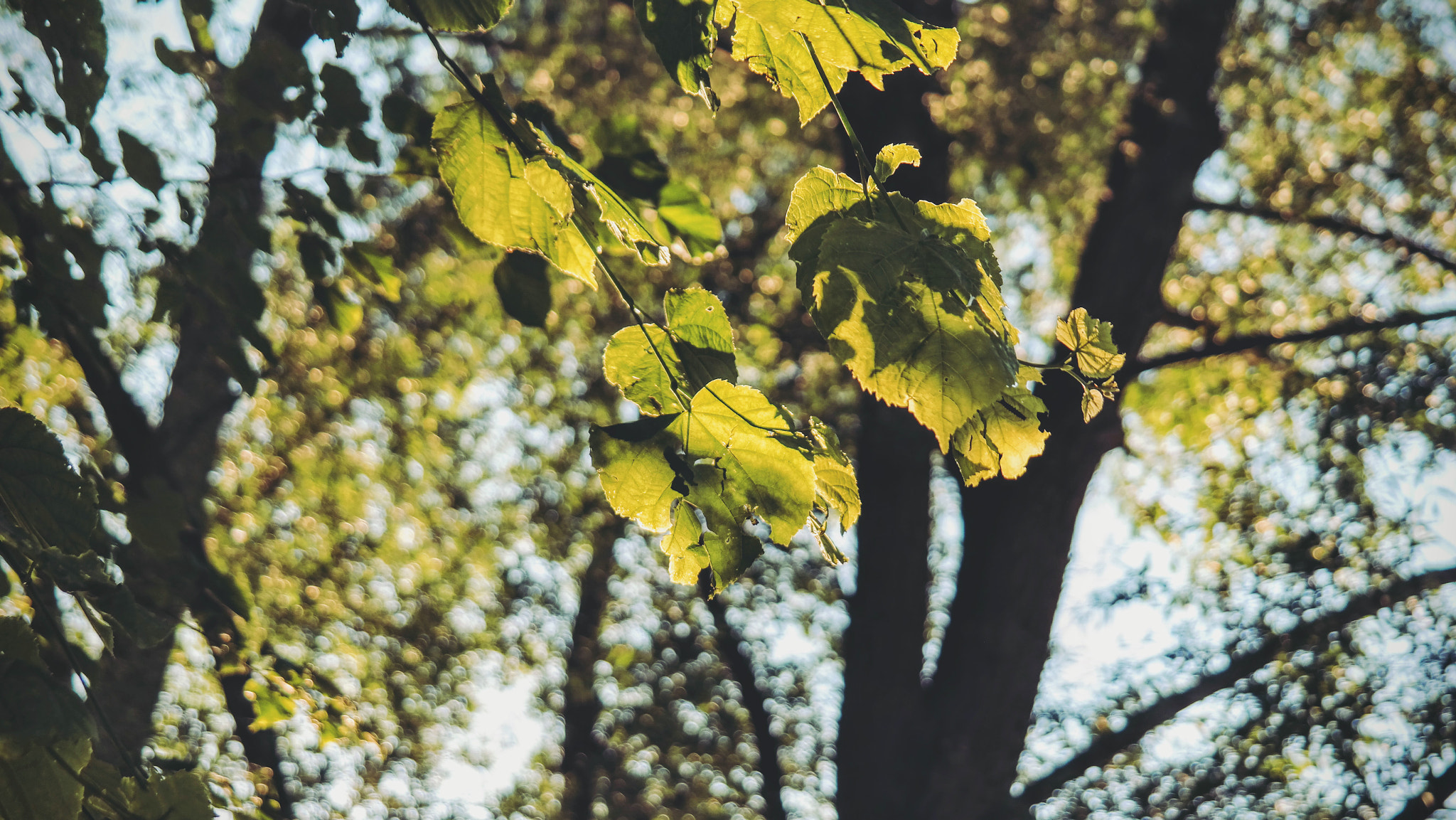 Samsung EK-GN120 sample photo. Through the trees photography